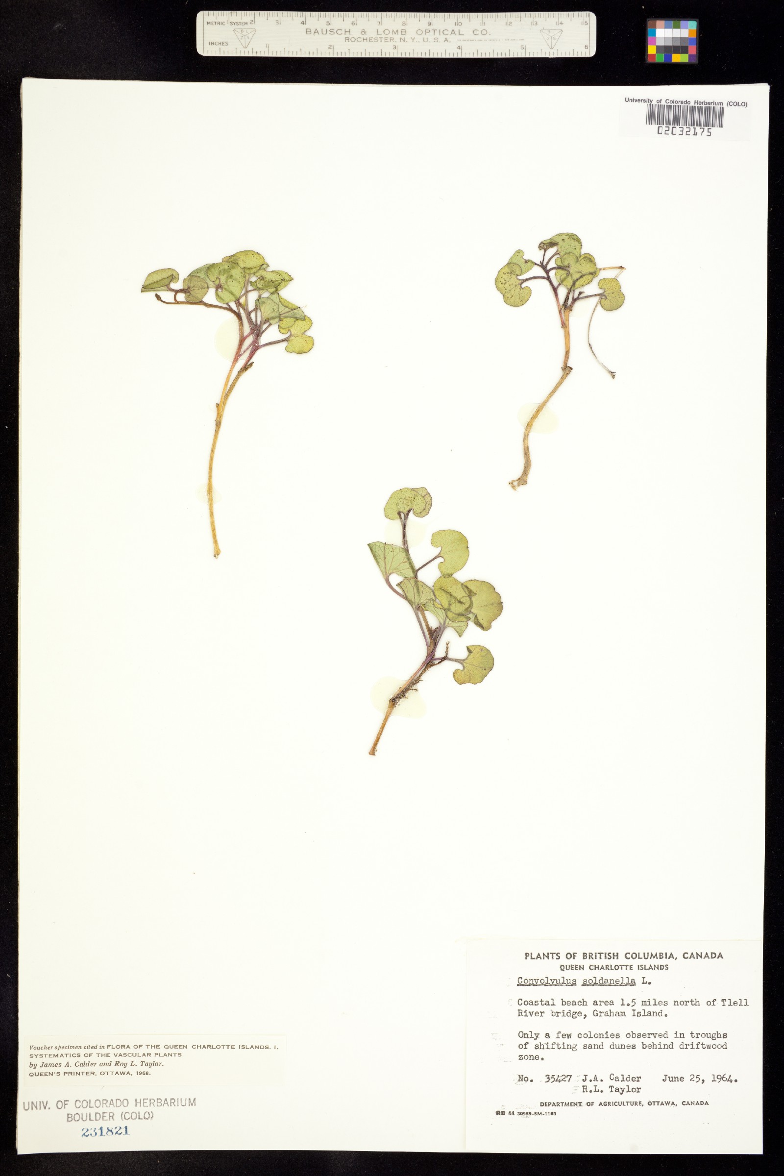Convolvulaceae image