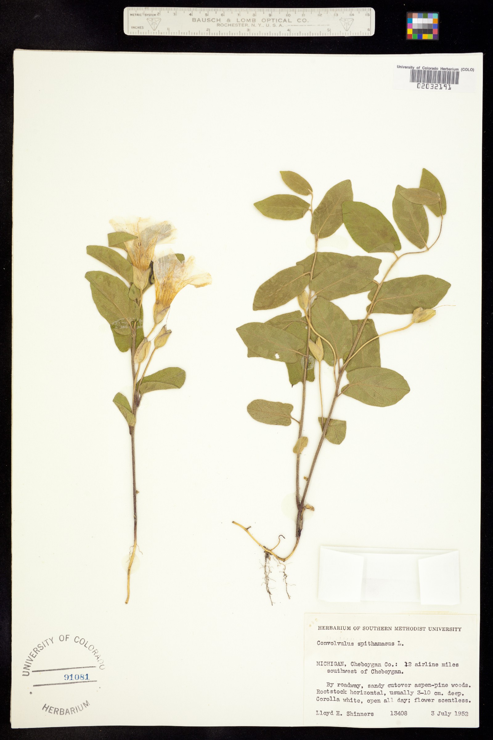 Calystegia spithamaea image