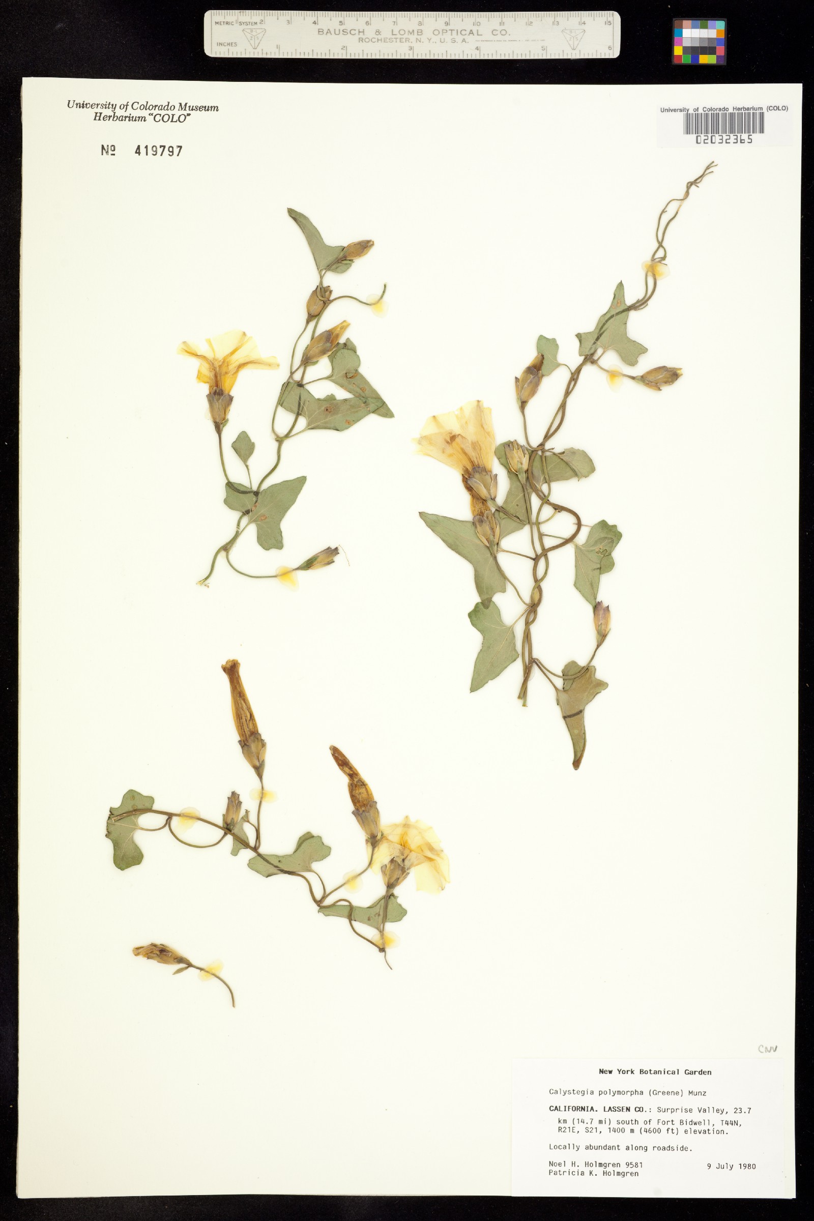 Calystegia occidentalis ssp. occidentalis image