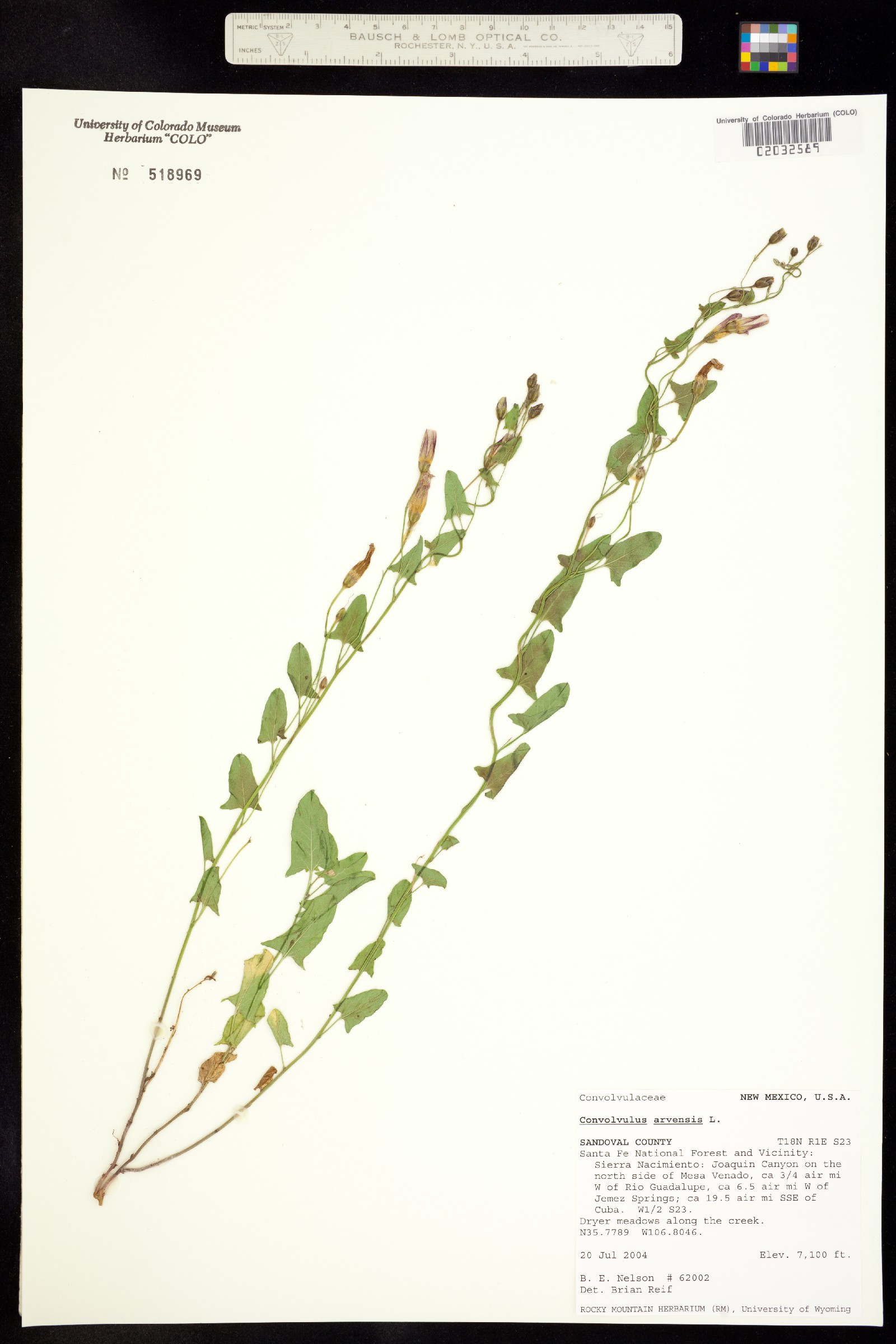 Convolvulus arvensis image