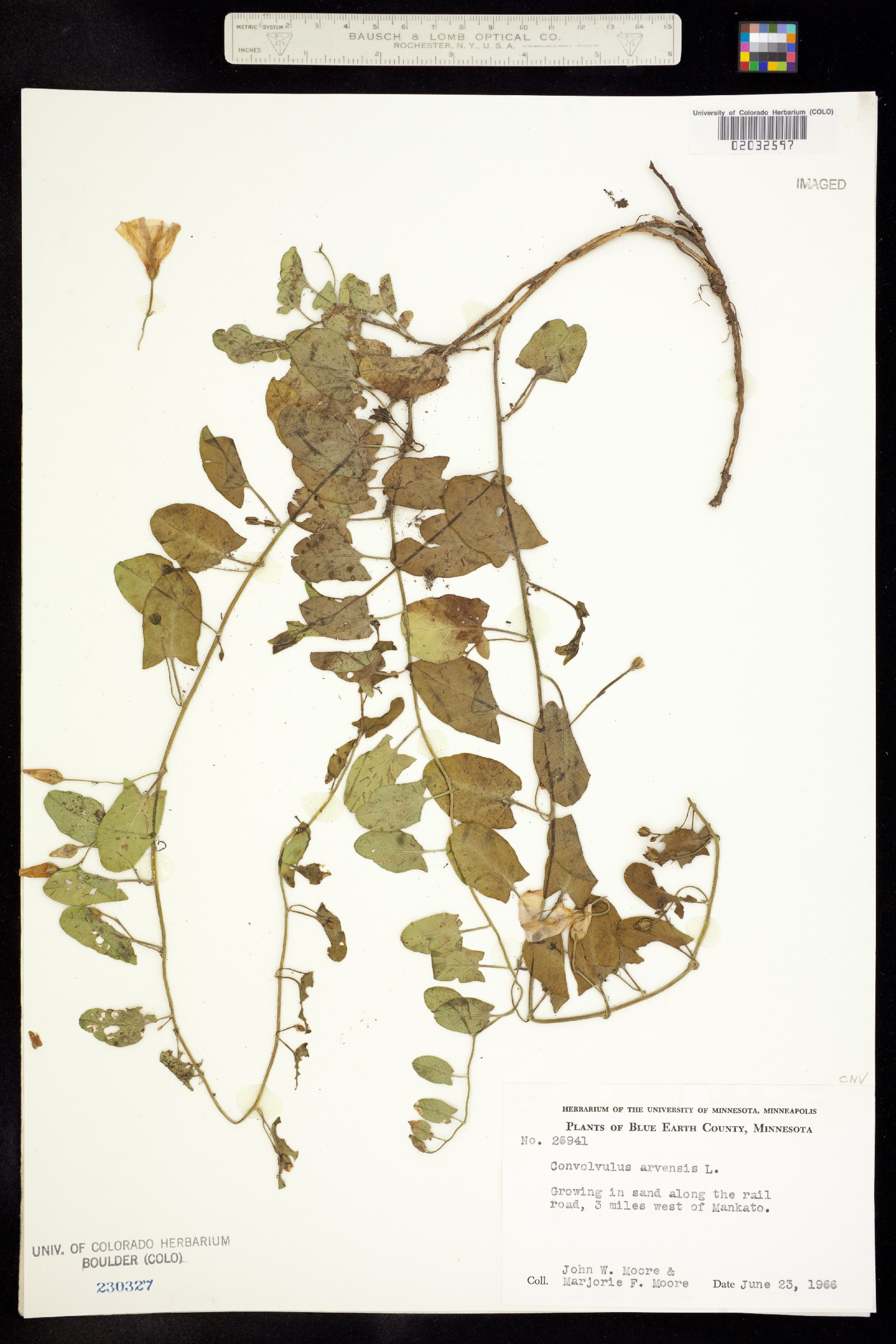 Convolvulus arvensis image