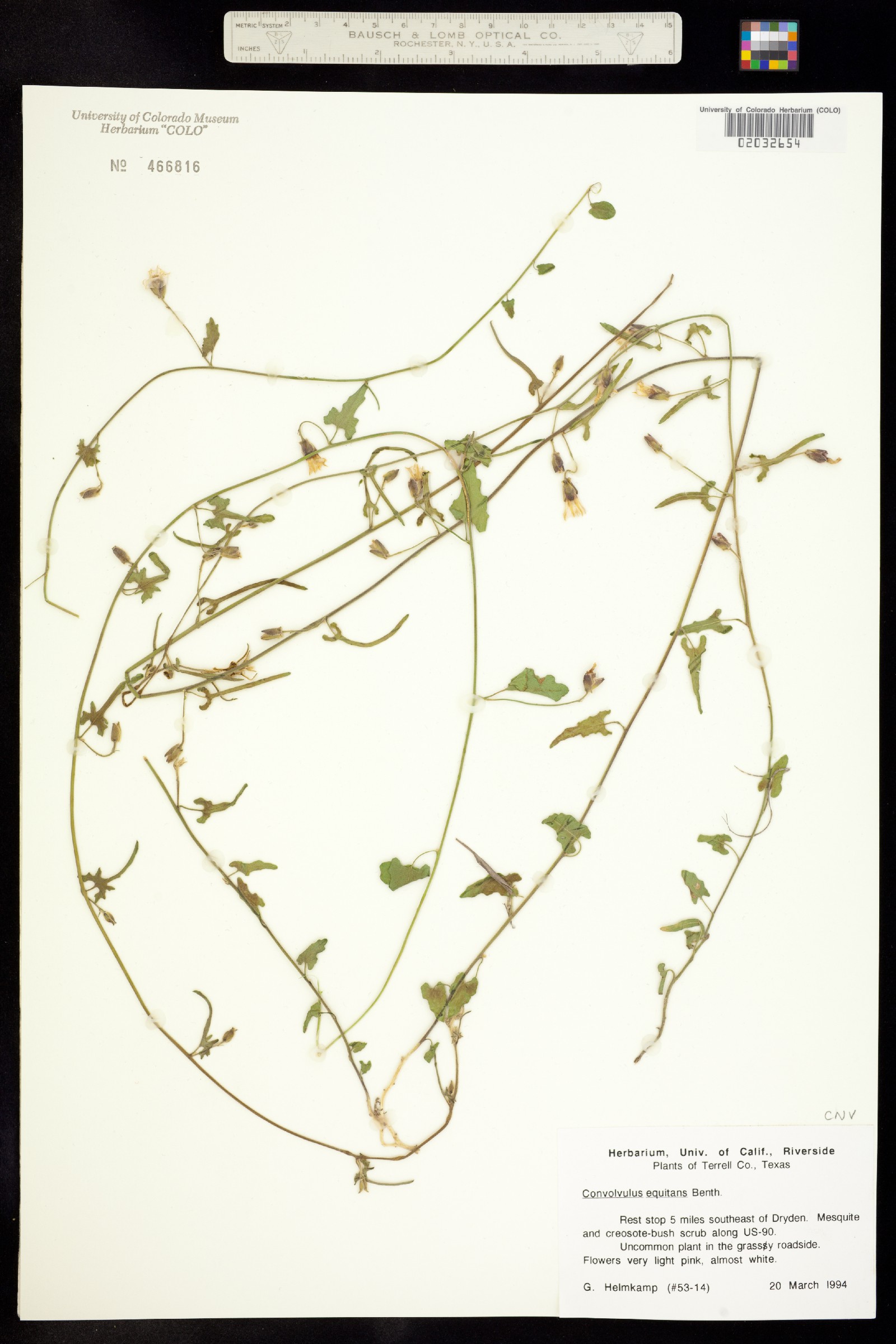 Convolvulus equitans image