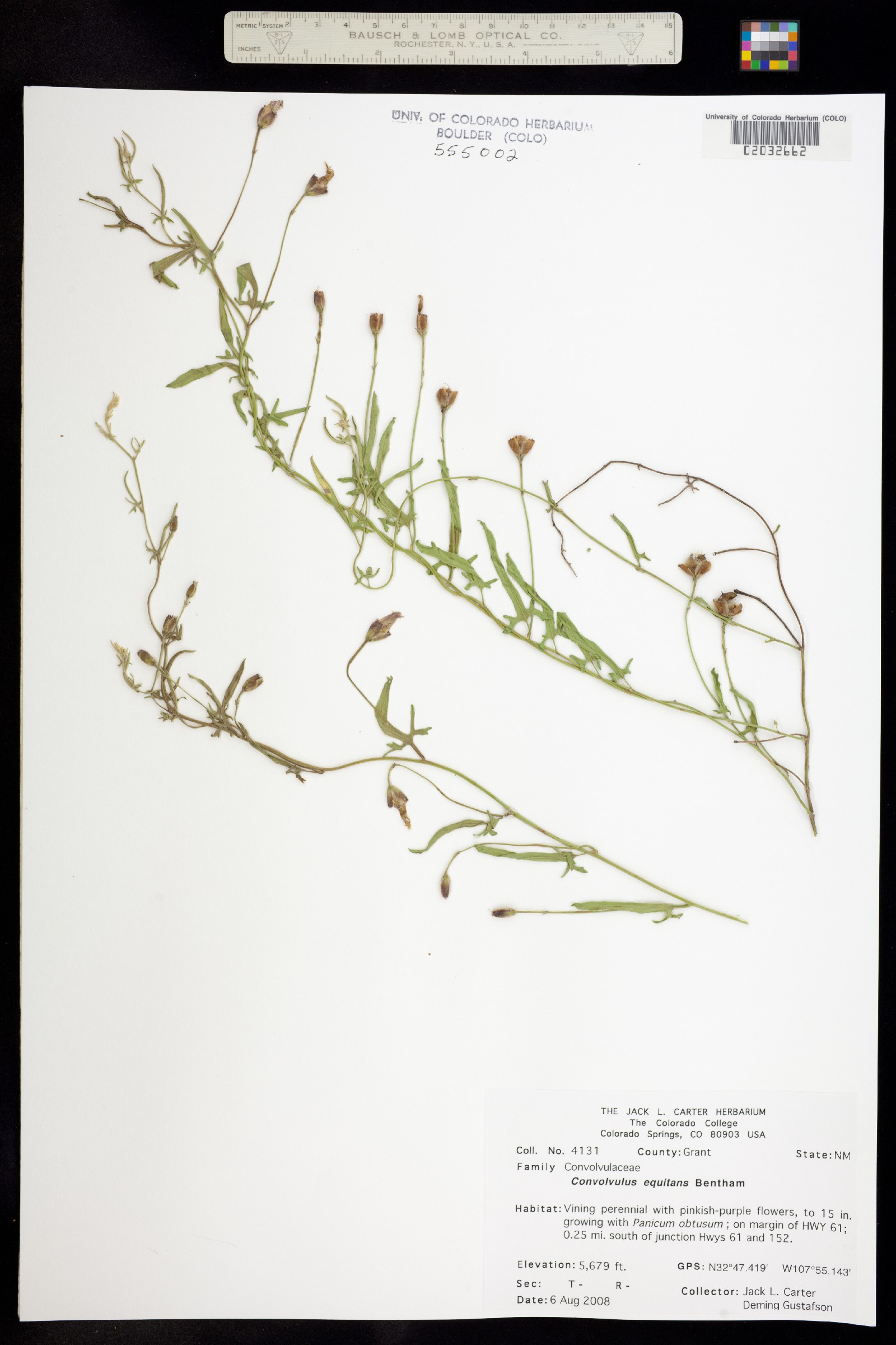 Convolvulus equitans image