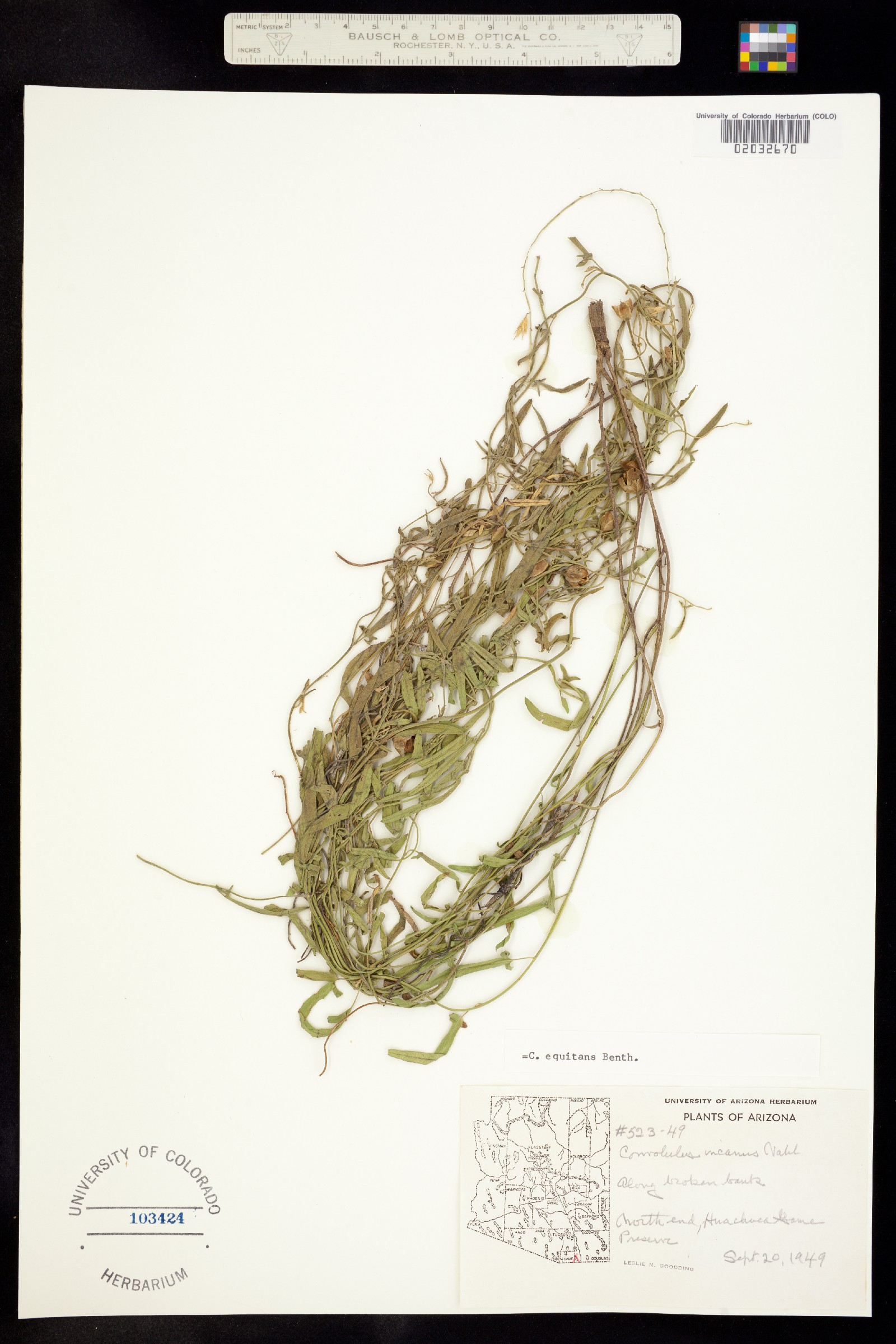 Convolvulus equitans image