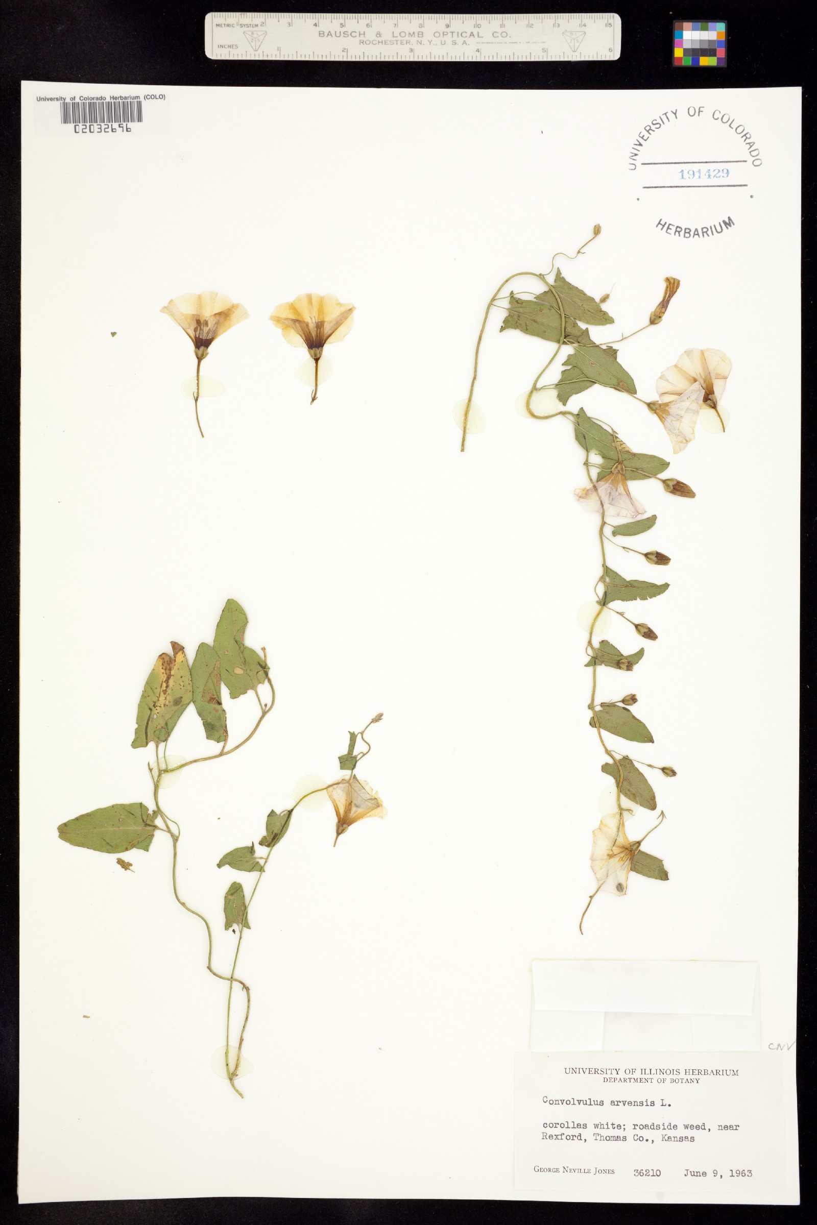 Convolvulus arvensis image