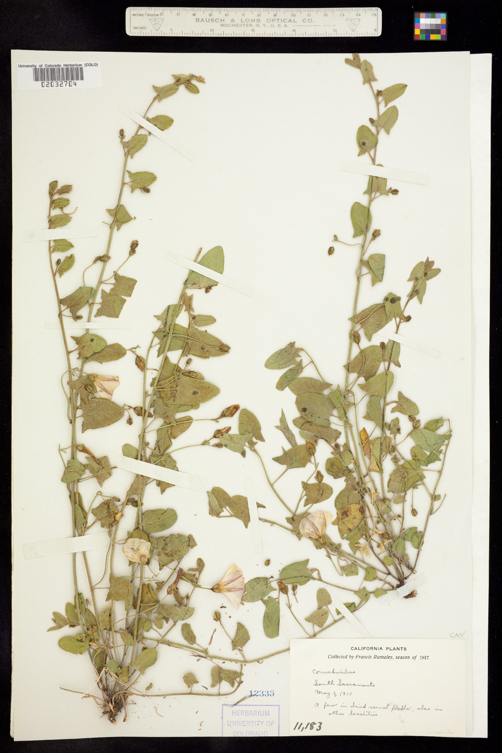 Convolvulus arvensis image