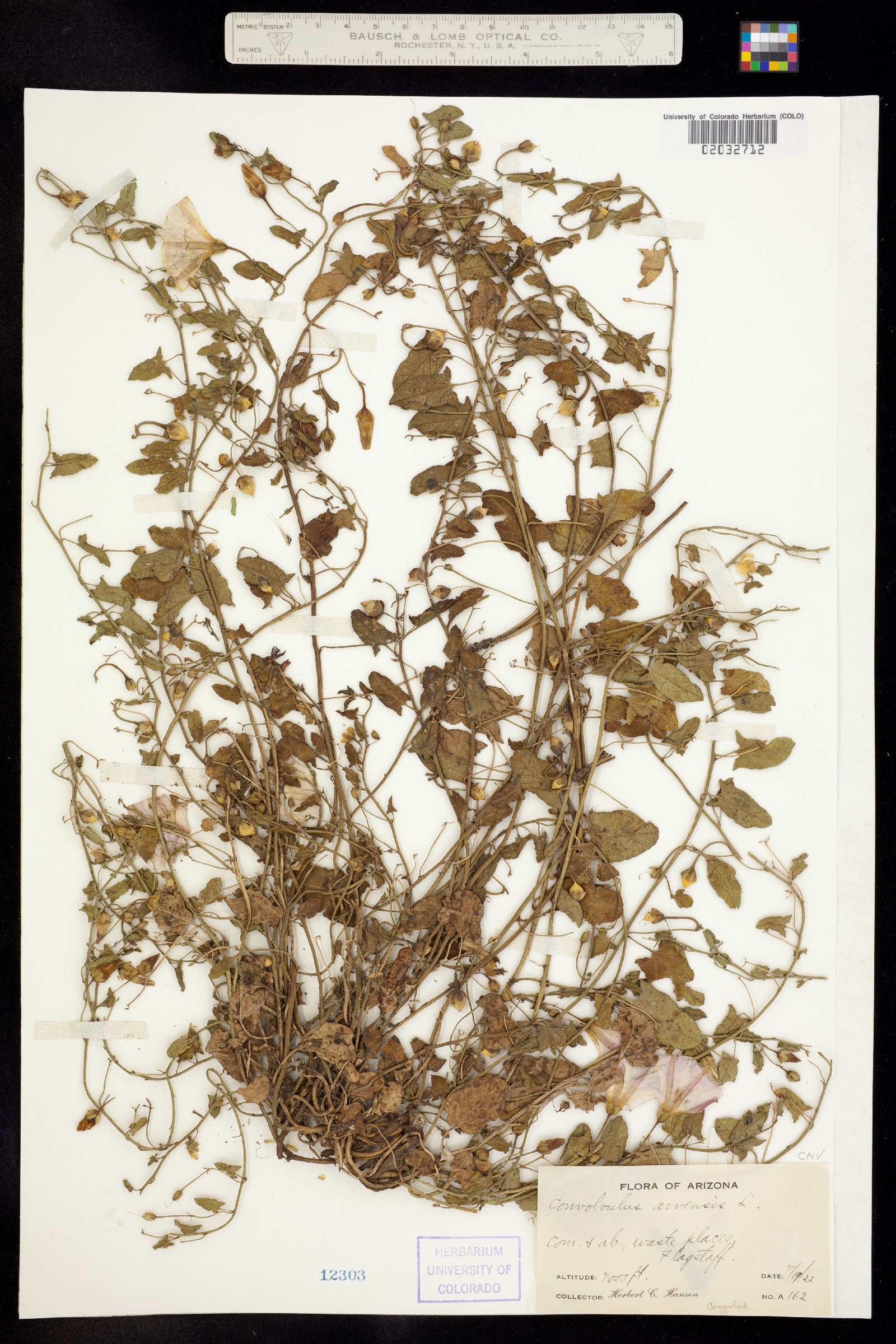 Convolvulus arvensis image