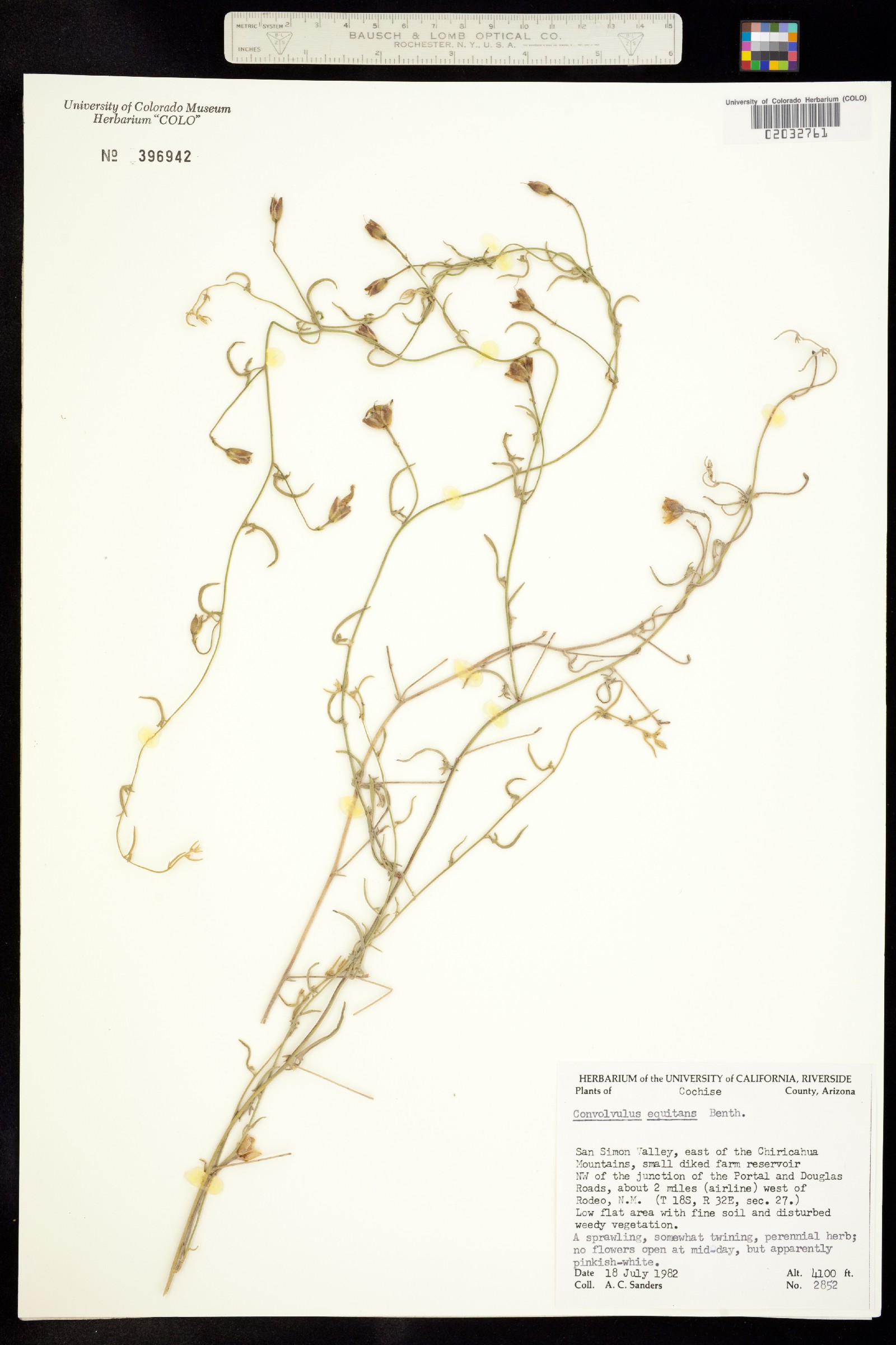 Convolvulus equitans image