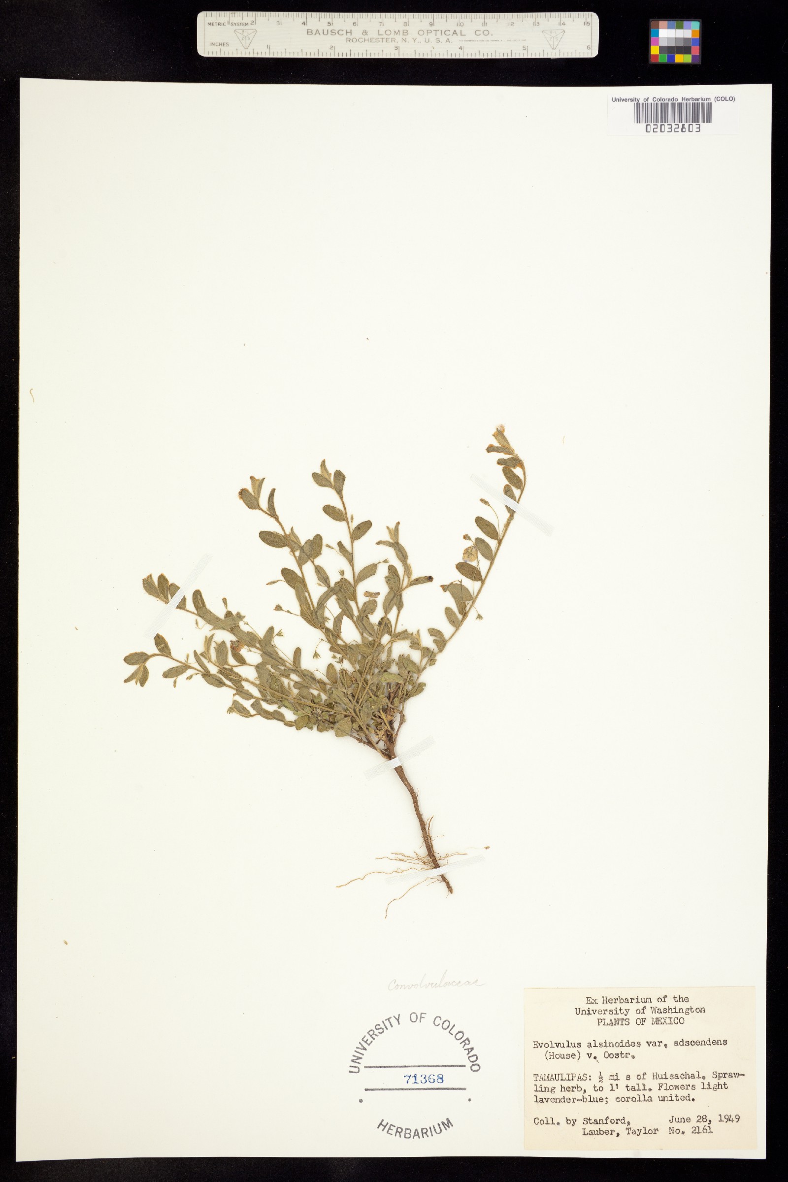 Evolvulus alsinoides image