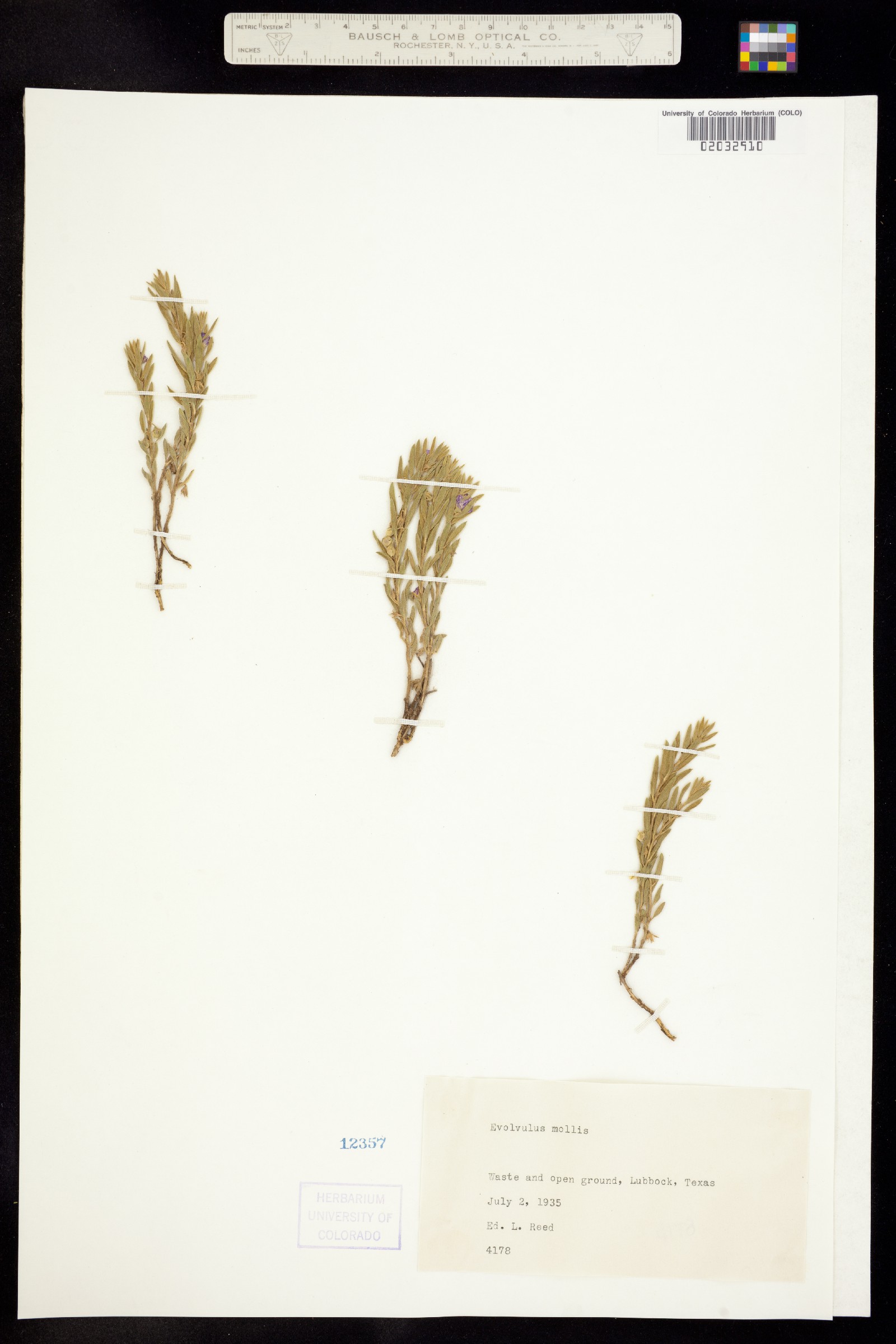 Evolvulus nuttallianus image