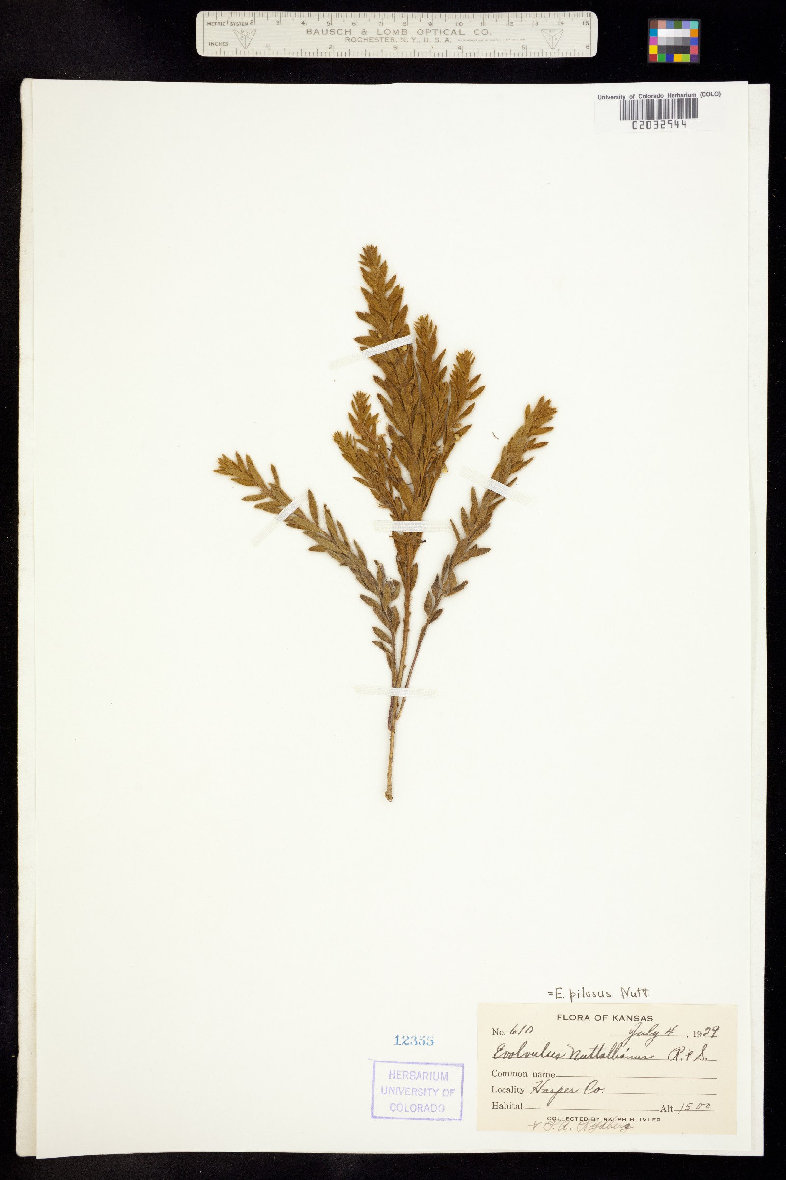 Evolvulus nuttallianus image