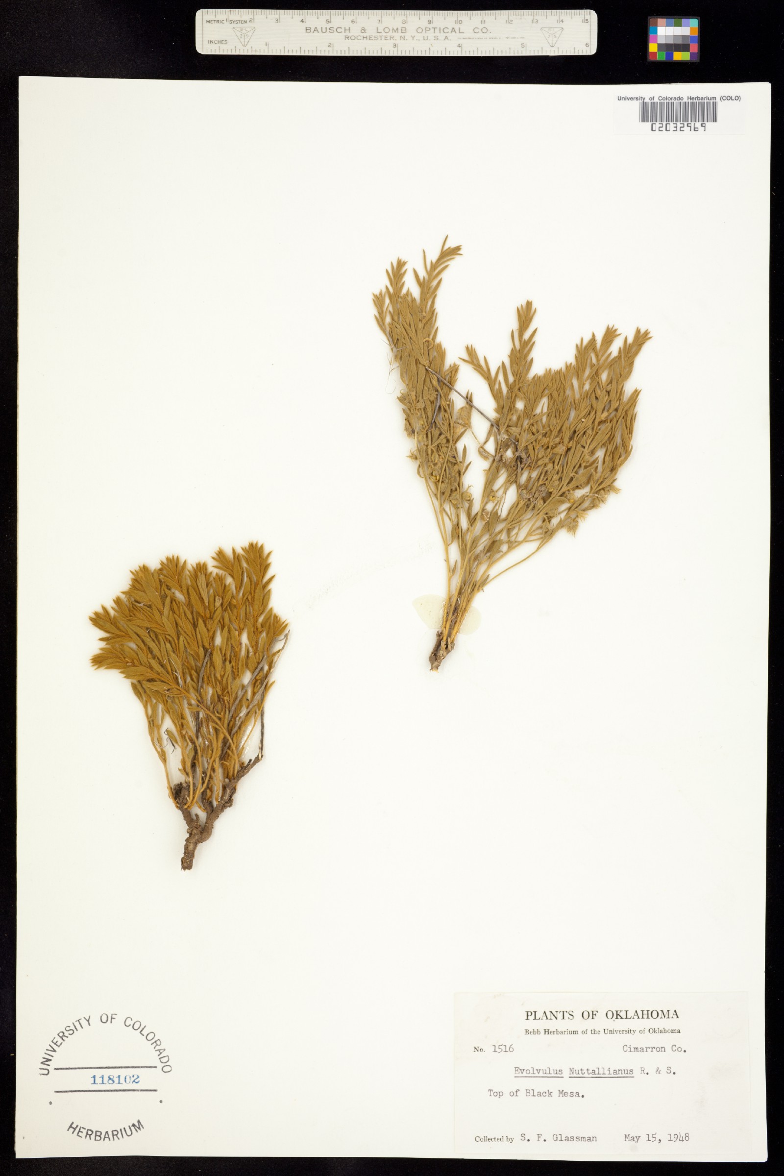 Evolvulus nuttallianus image