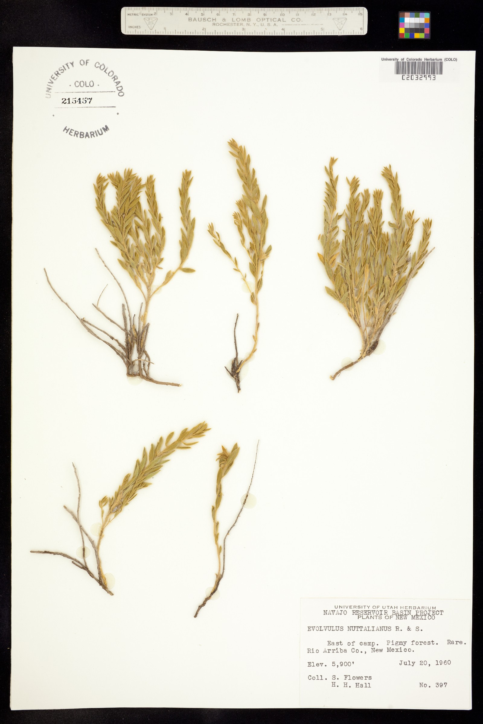 Evolvulus nuttallianus image