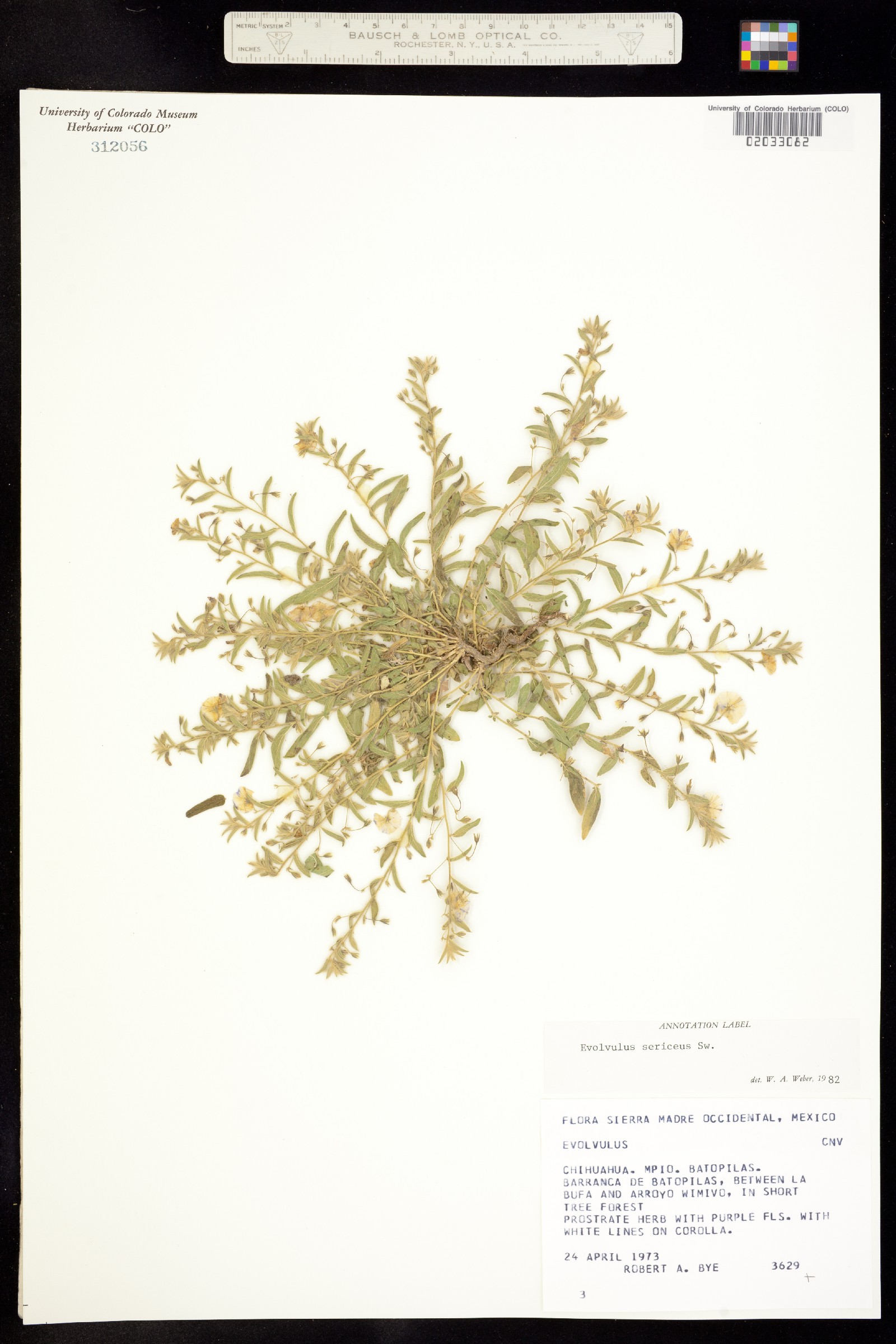 Evolvulus sericeus image