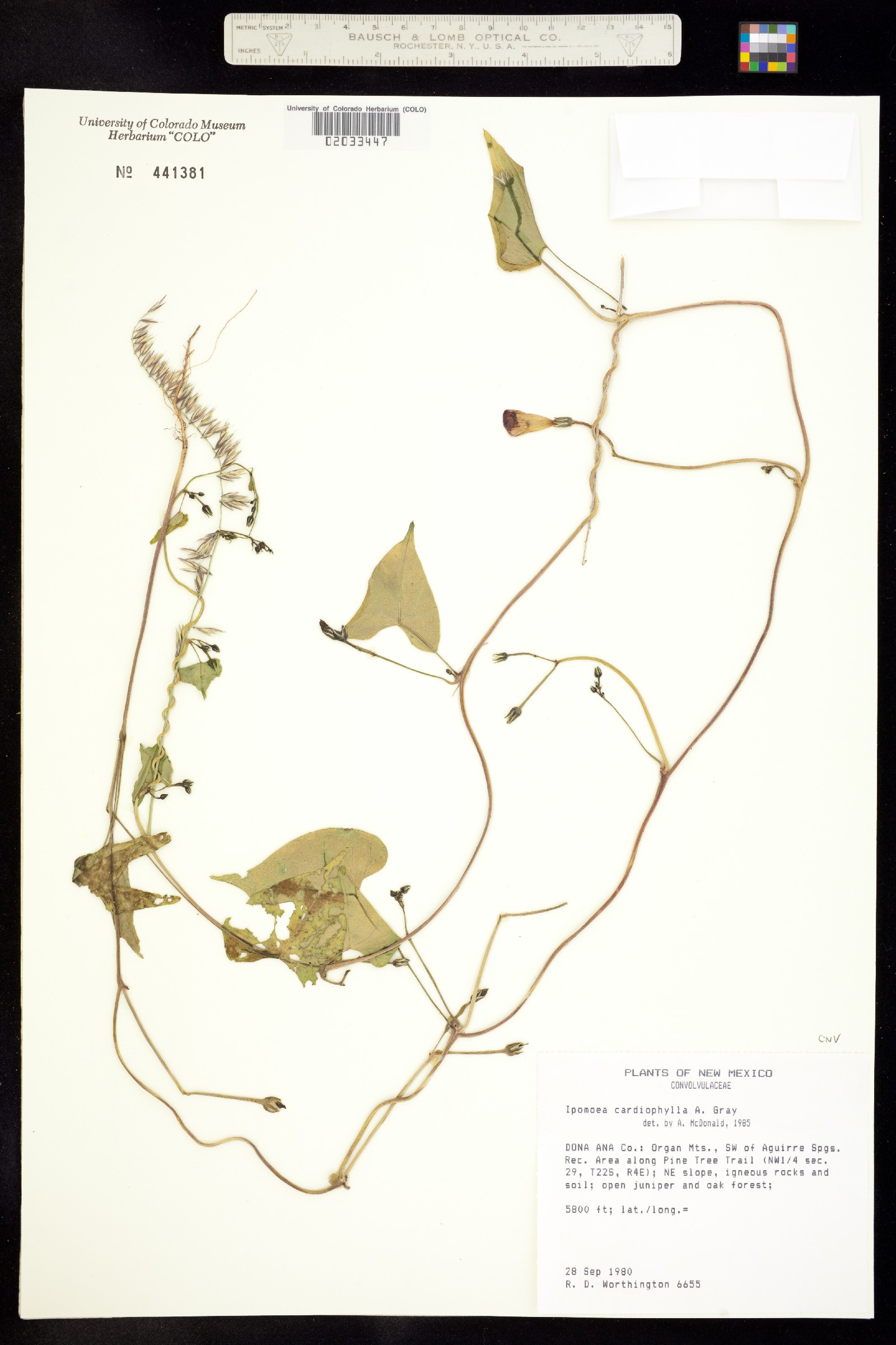 Ipomoea cardiophylla image