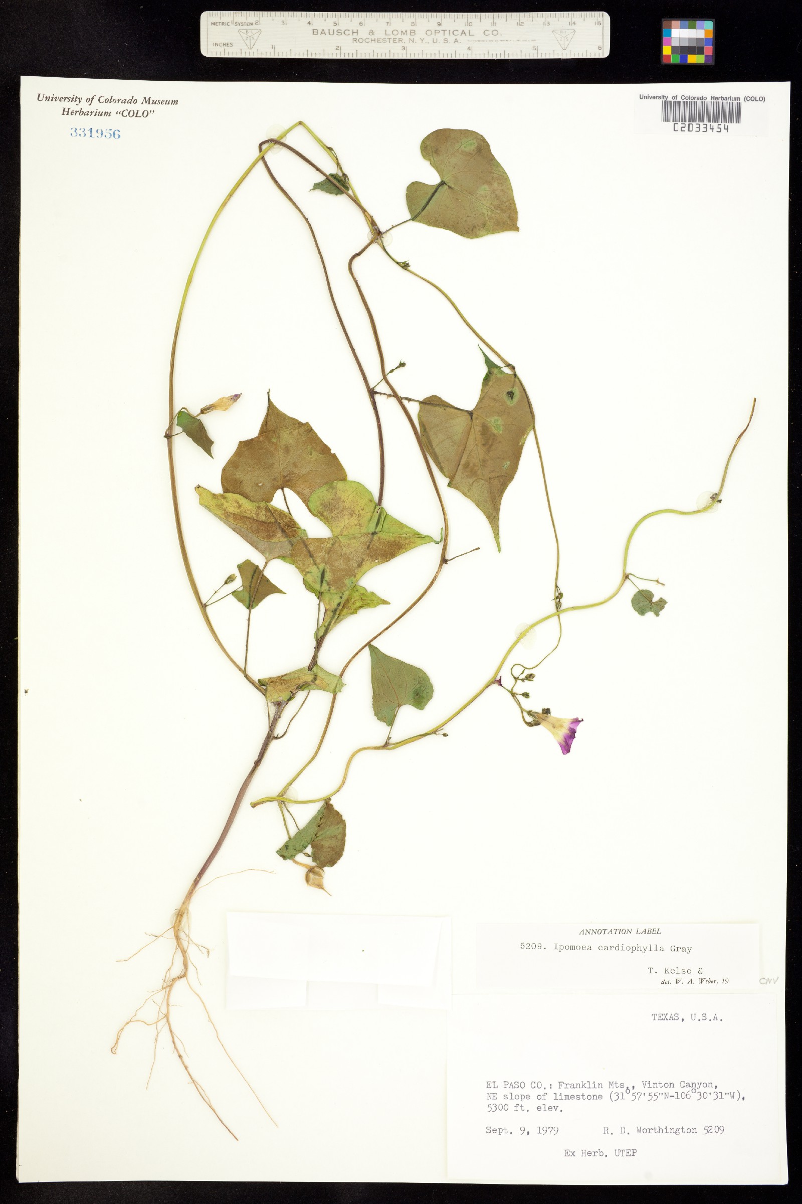 Ipomoea cardiophylla image