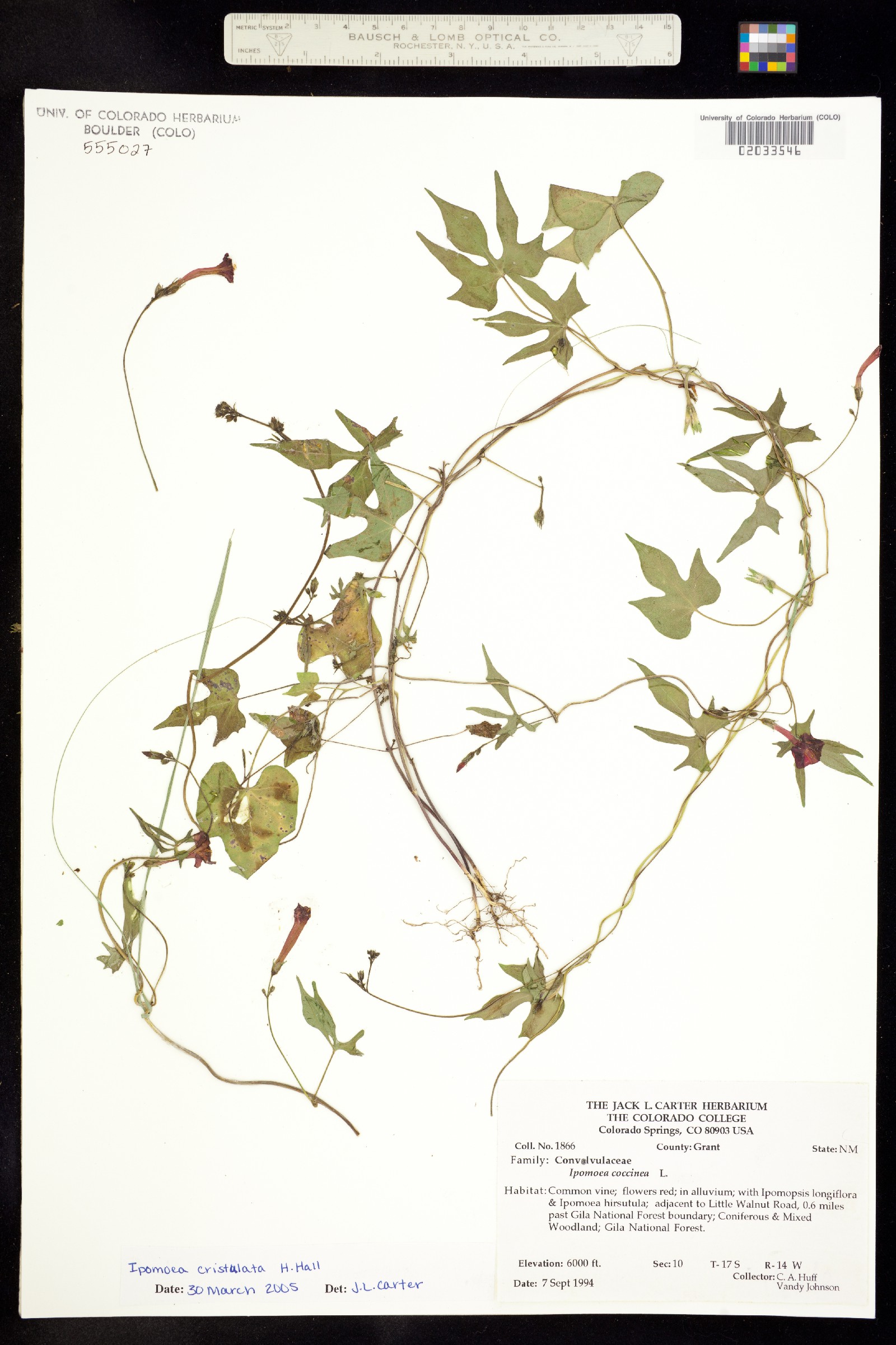 Ipomoea coccinea image