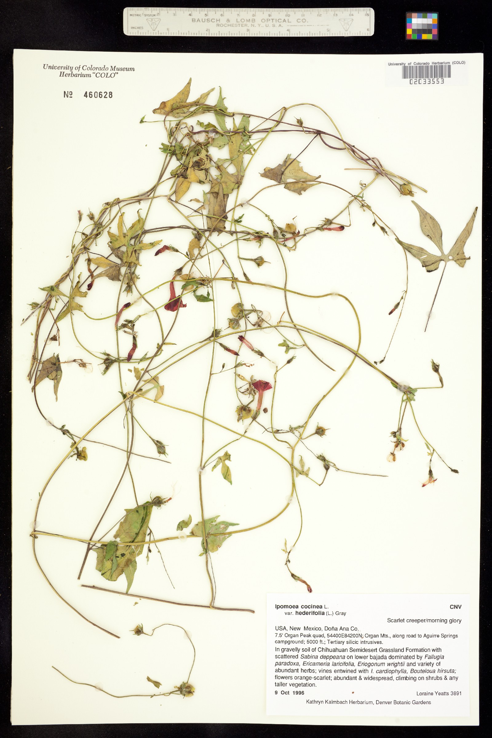 Ipomoea coccinea image