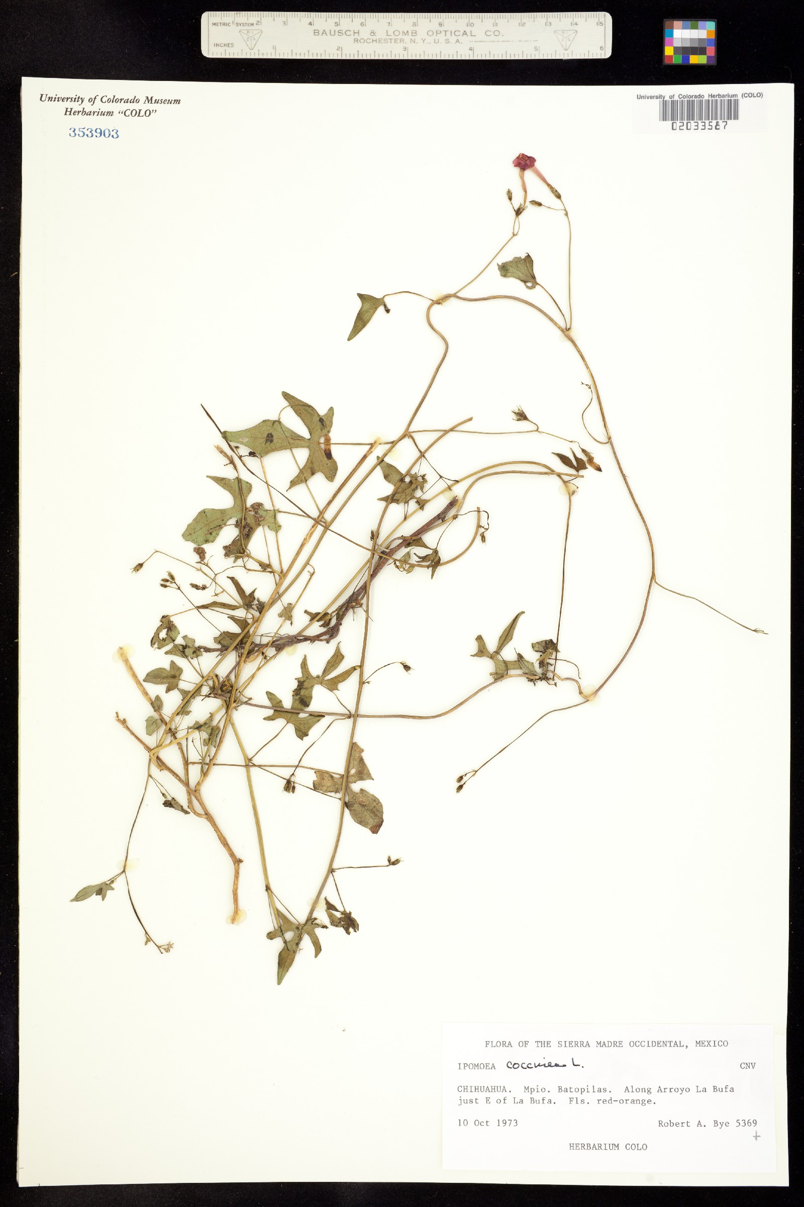 Ipomoea coccinea image