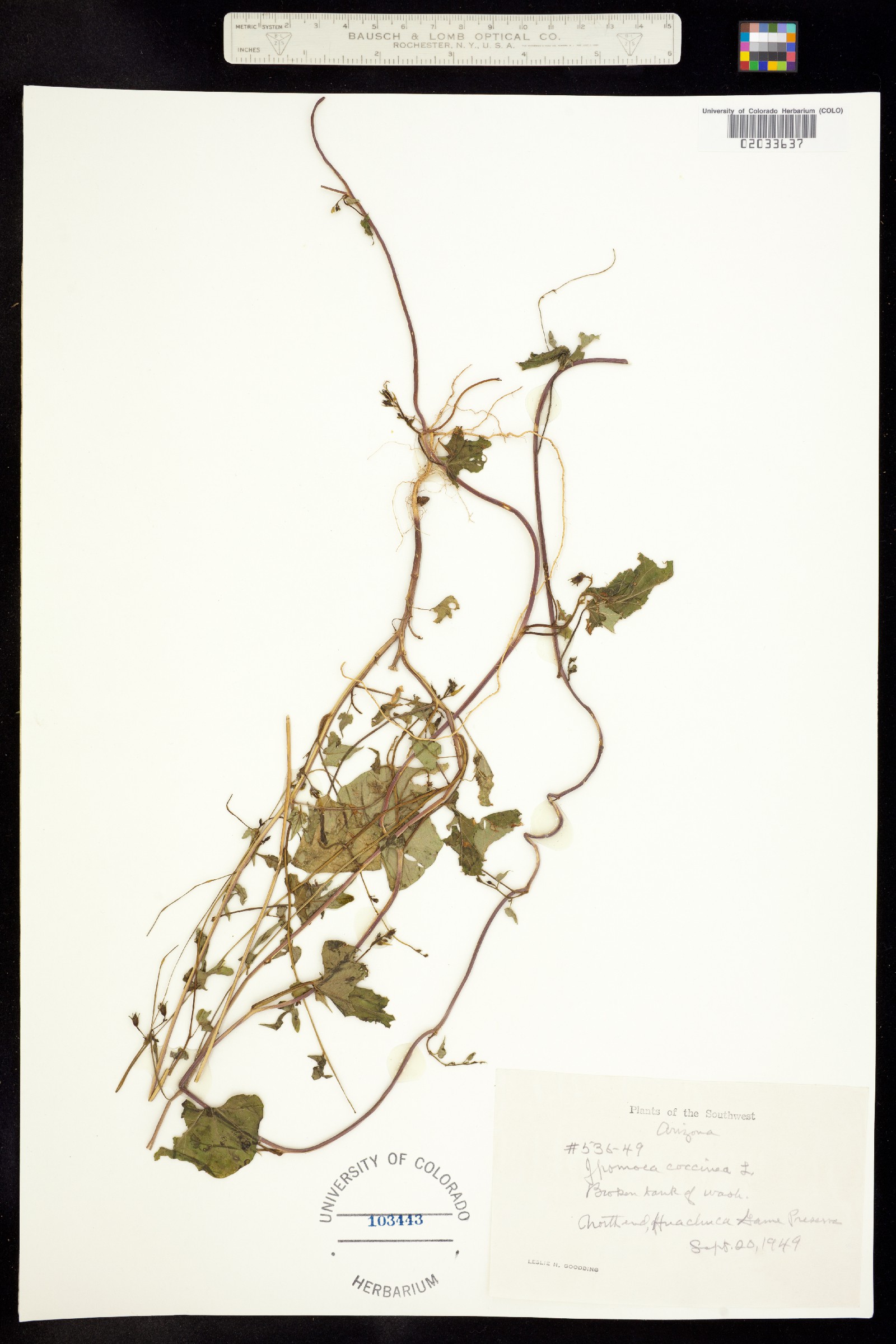 Ipomoea coccinea image