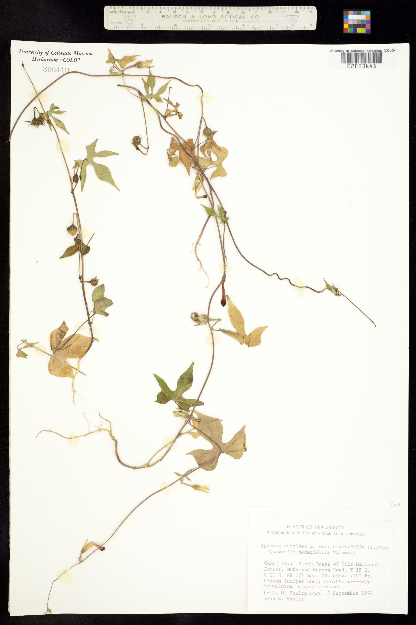 Ipomoea coccinea image