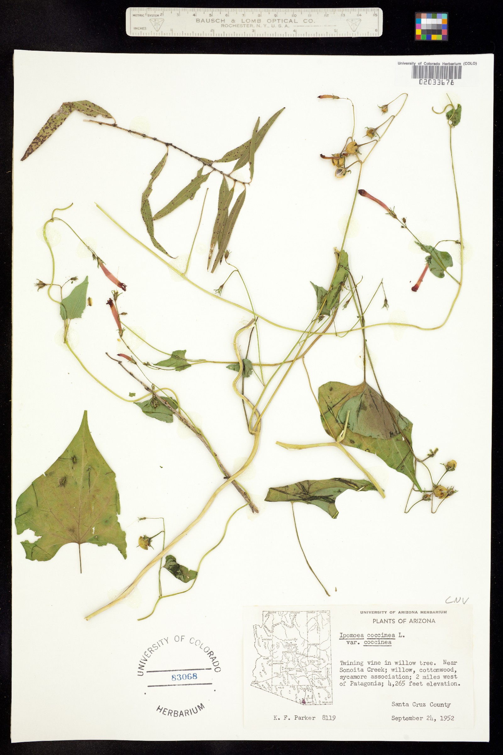 Ipomoea coccinea image