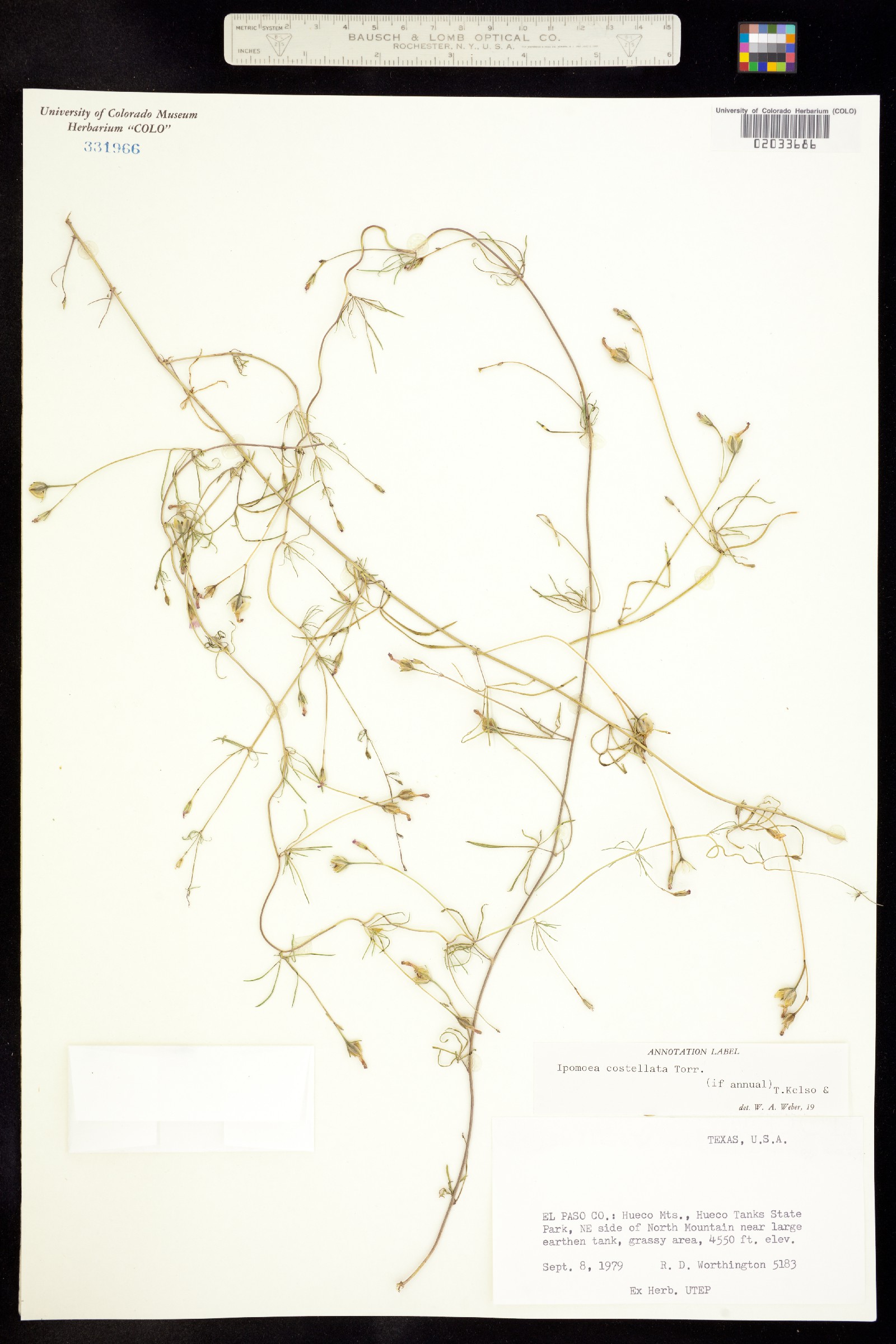 Ipomoea costellata image
