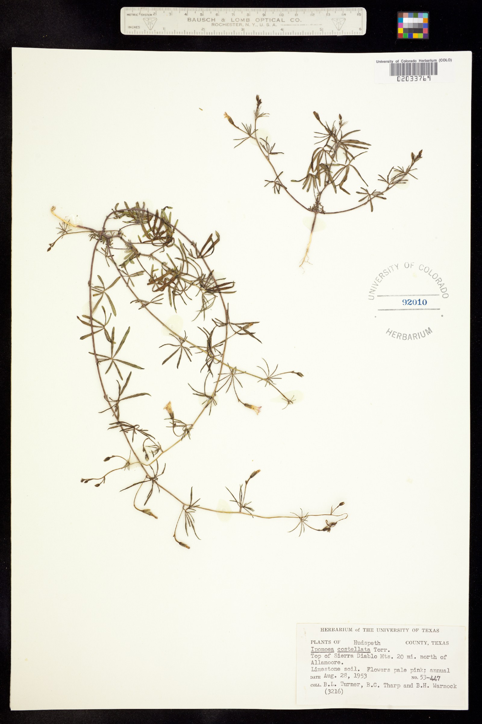 Ipomoea costellata image