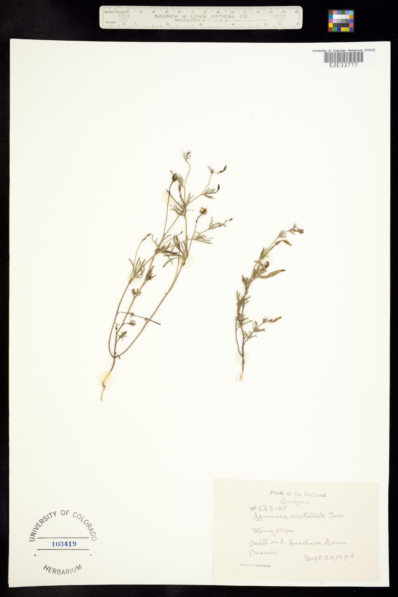 Ipomoea costellata image