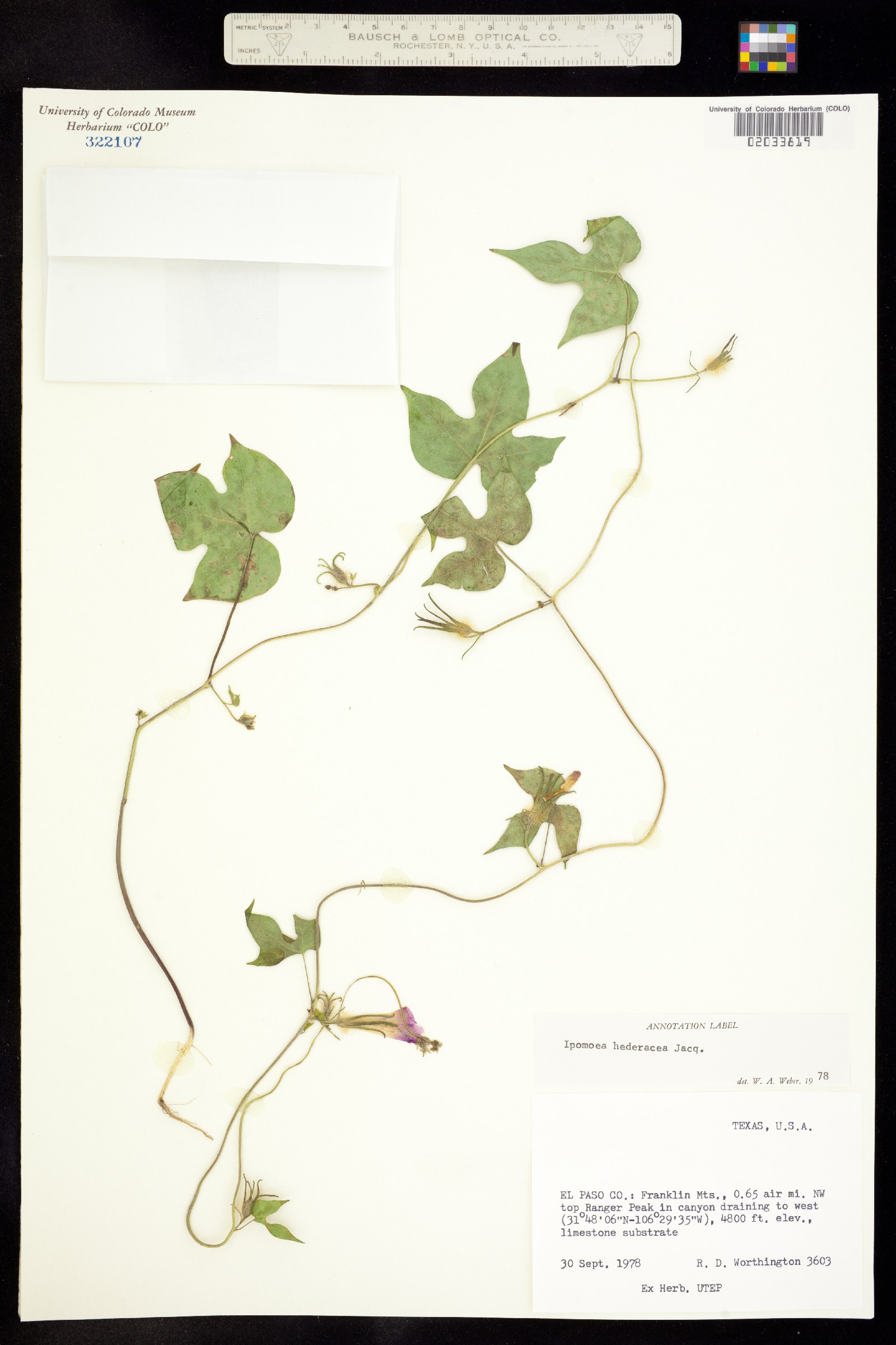 Ipomoea hederacea image