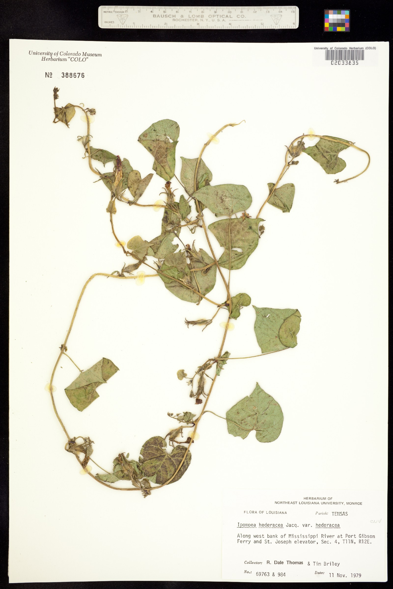 Ipomoea hederacea image