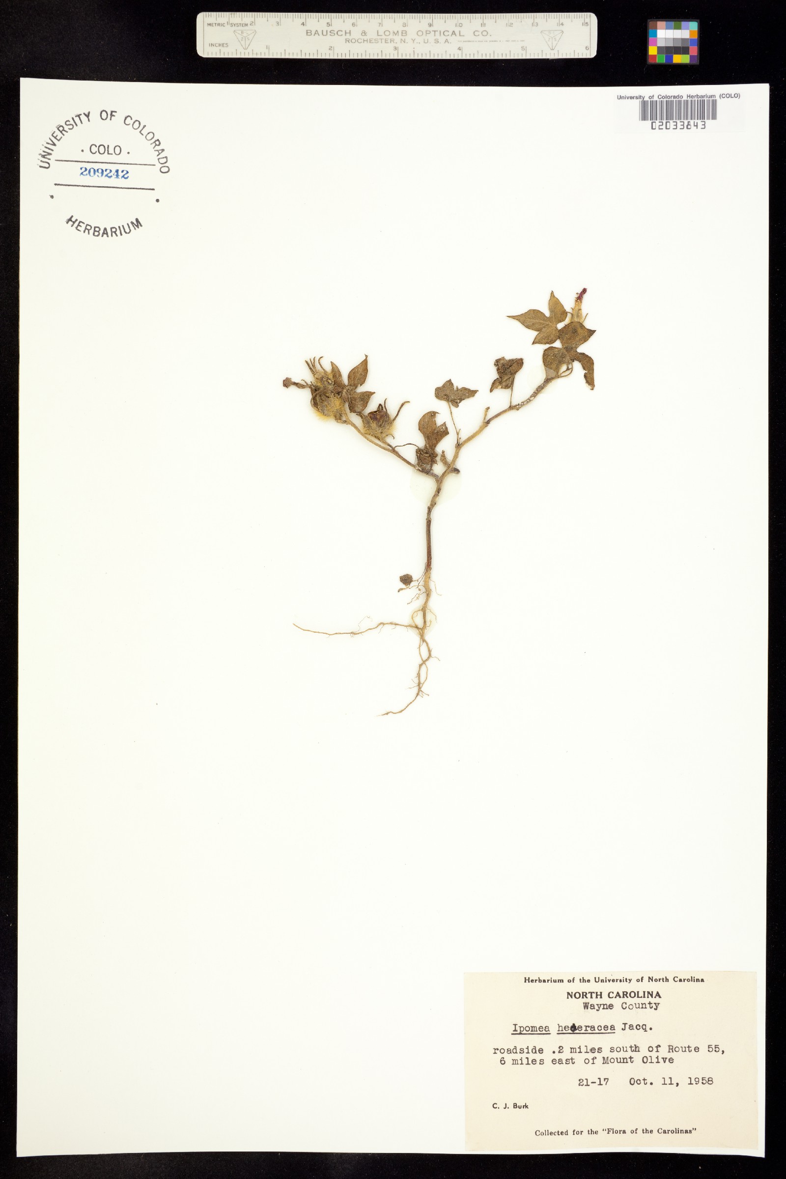 Ipomoea hederacea image