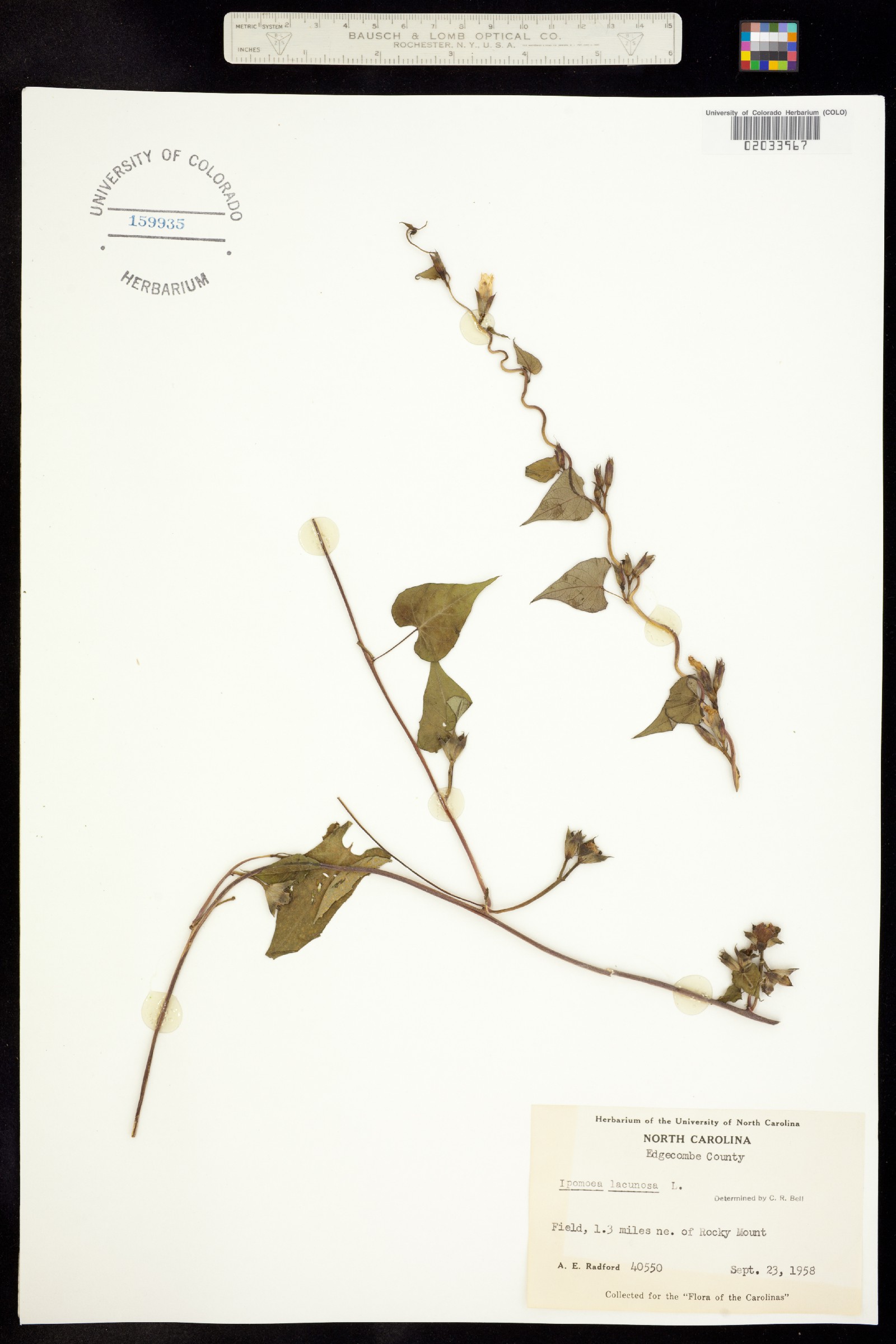 Ipomoea lacunosa image