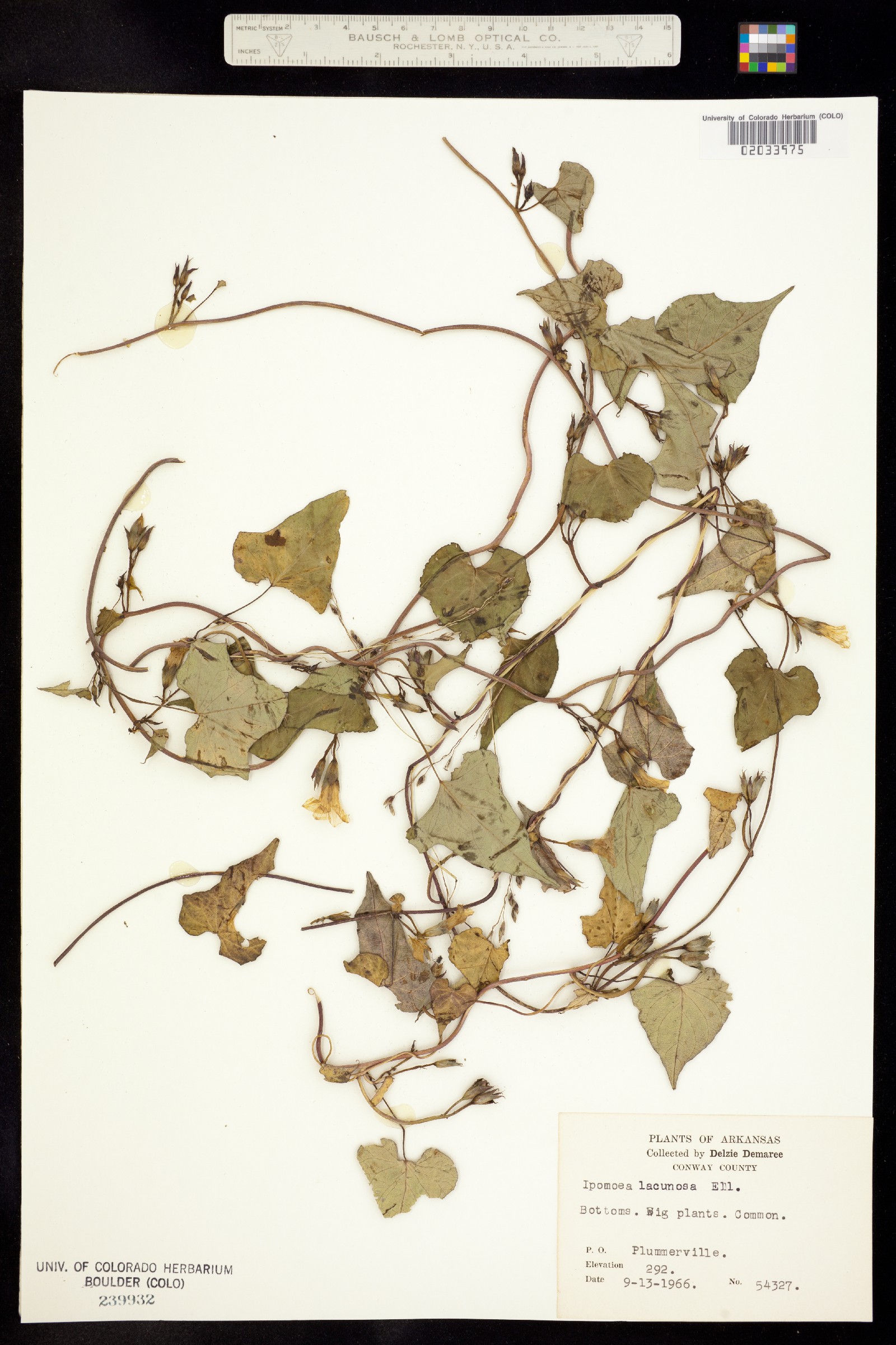 Ipomoea lacunosa image