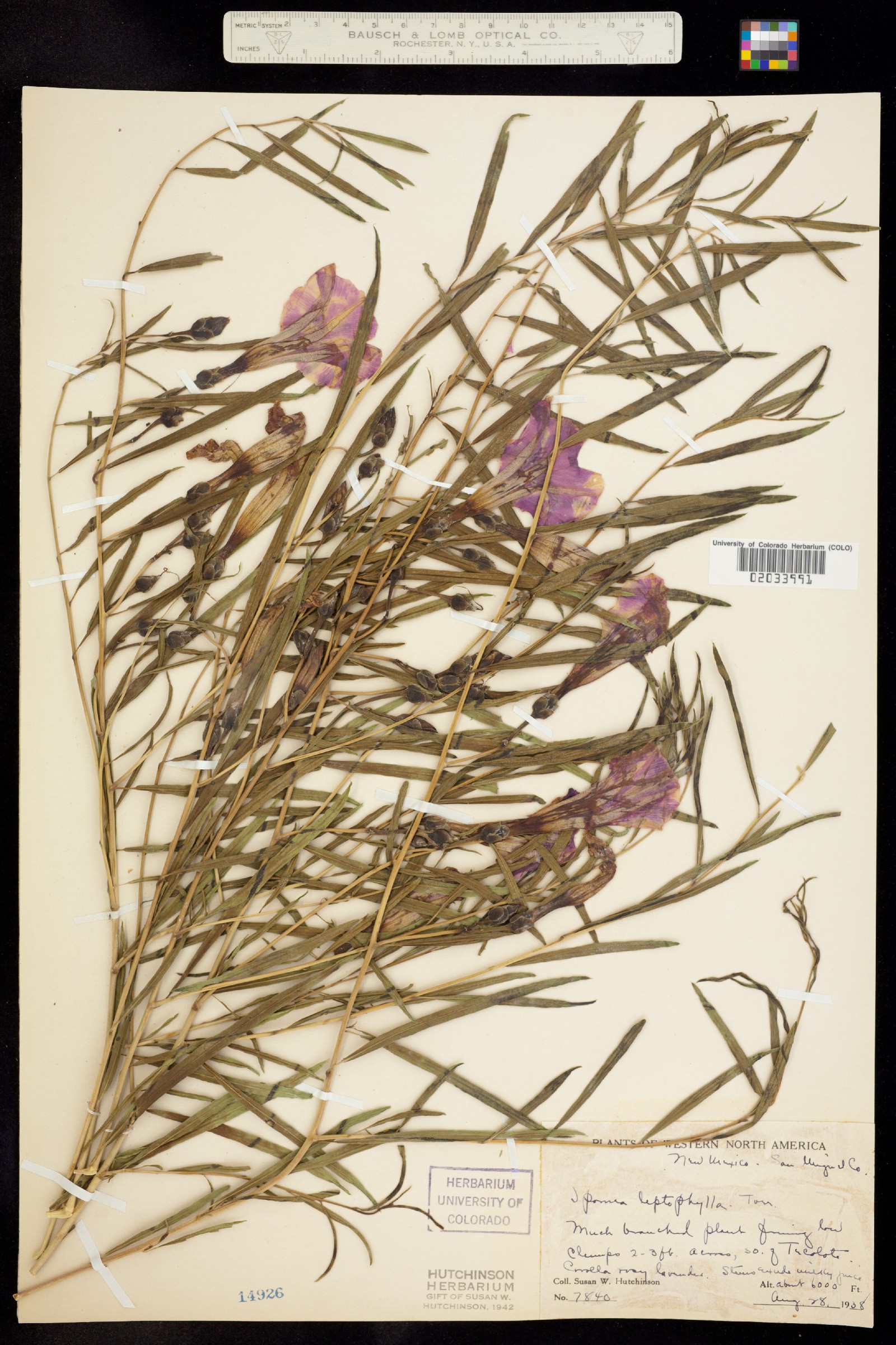 Ipomoea leptophylla image