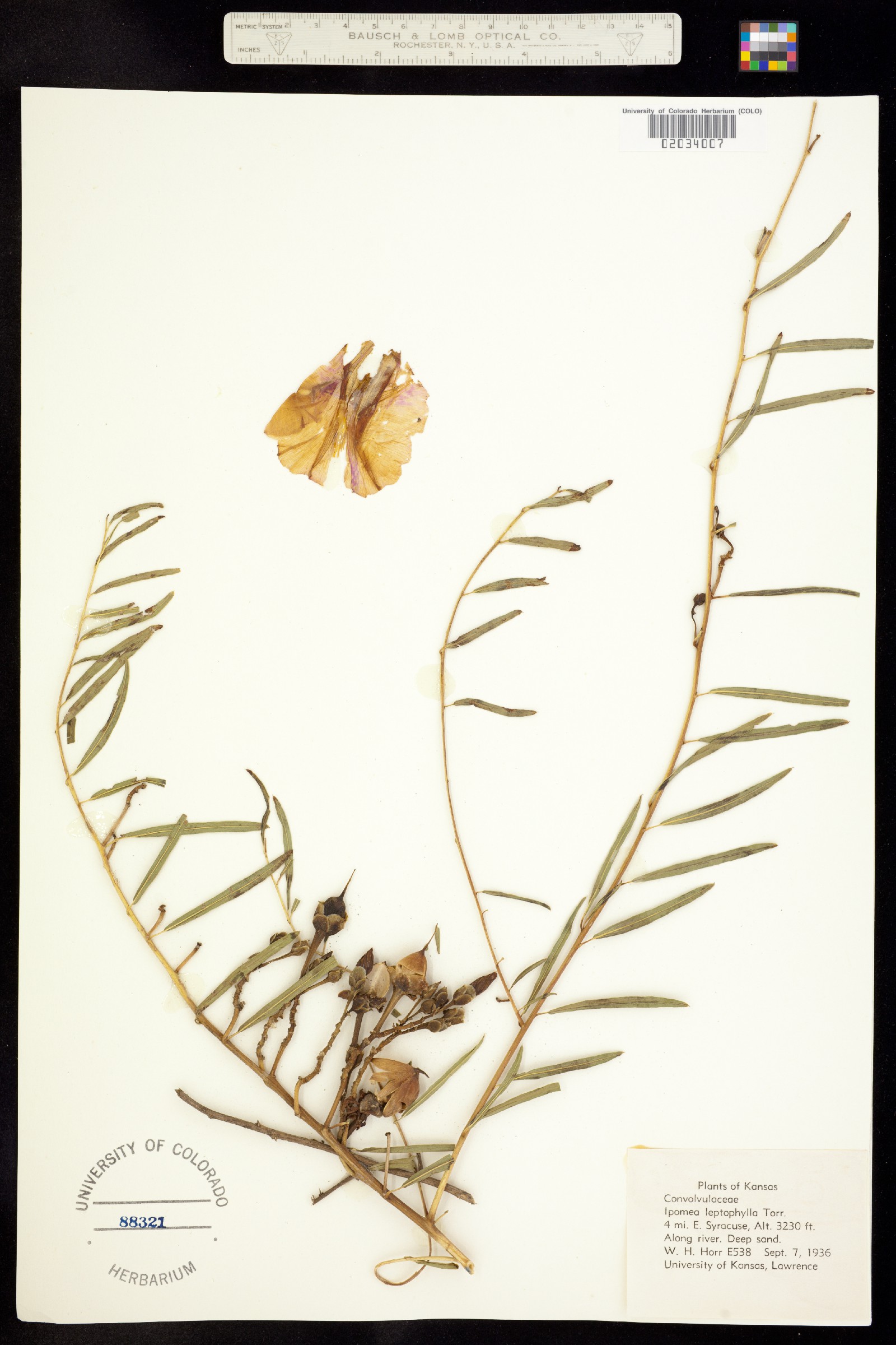Ipomoea leptophylla image