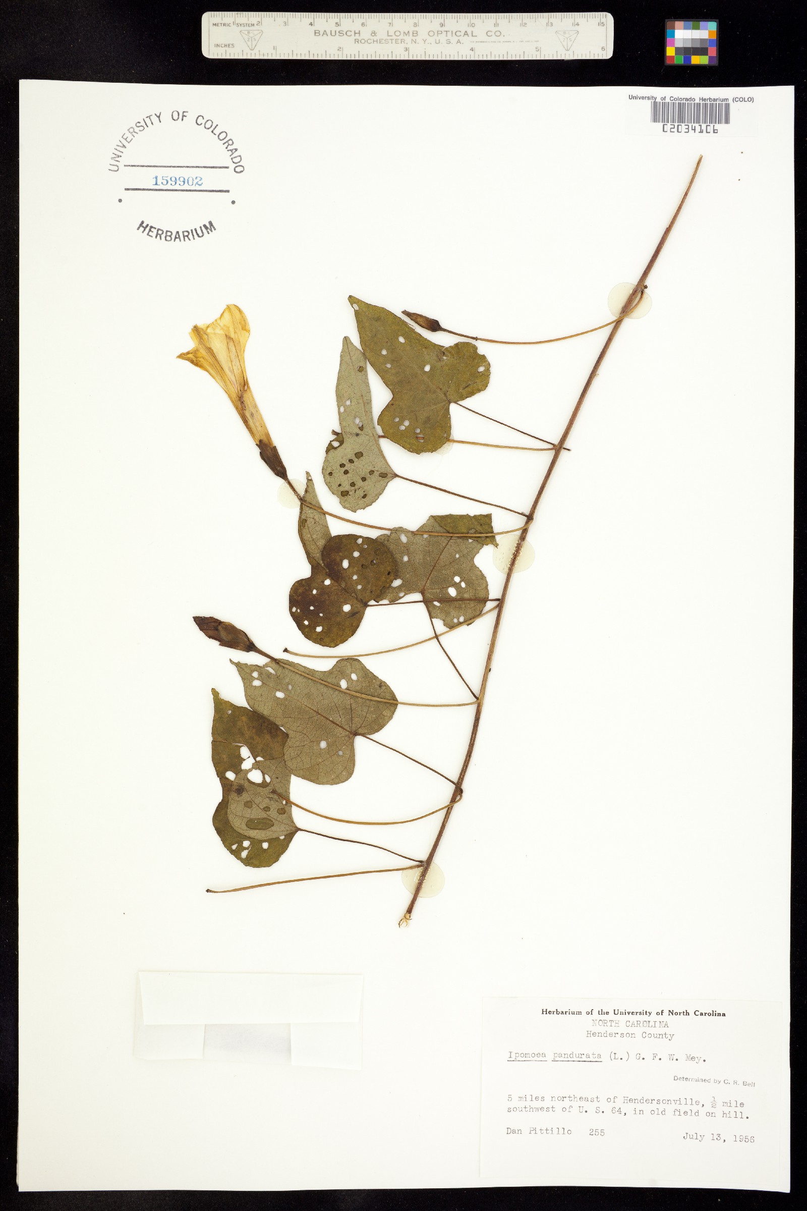 Ipomoea pandurata image