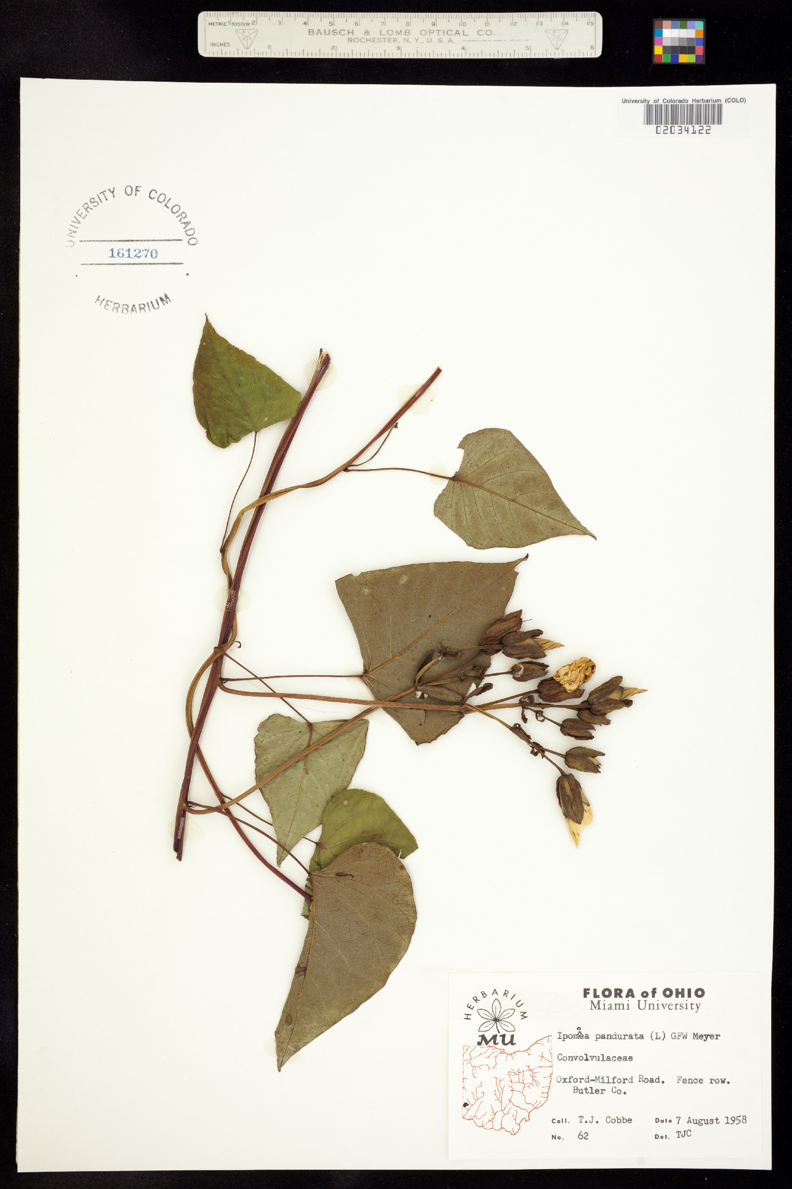 Ipomoea pandurata image