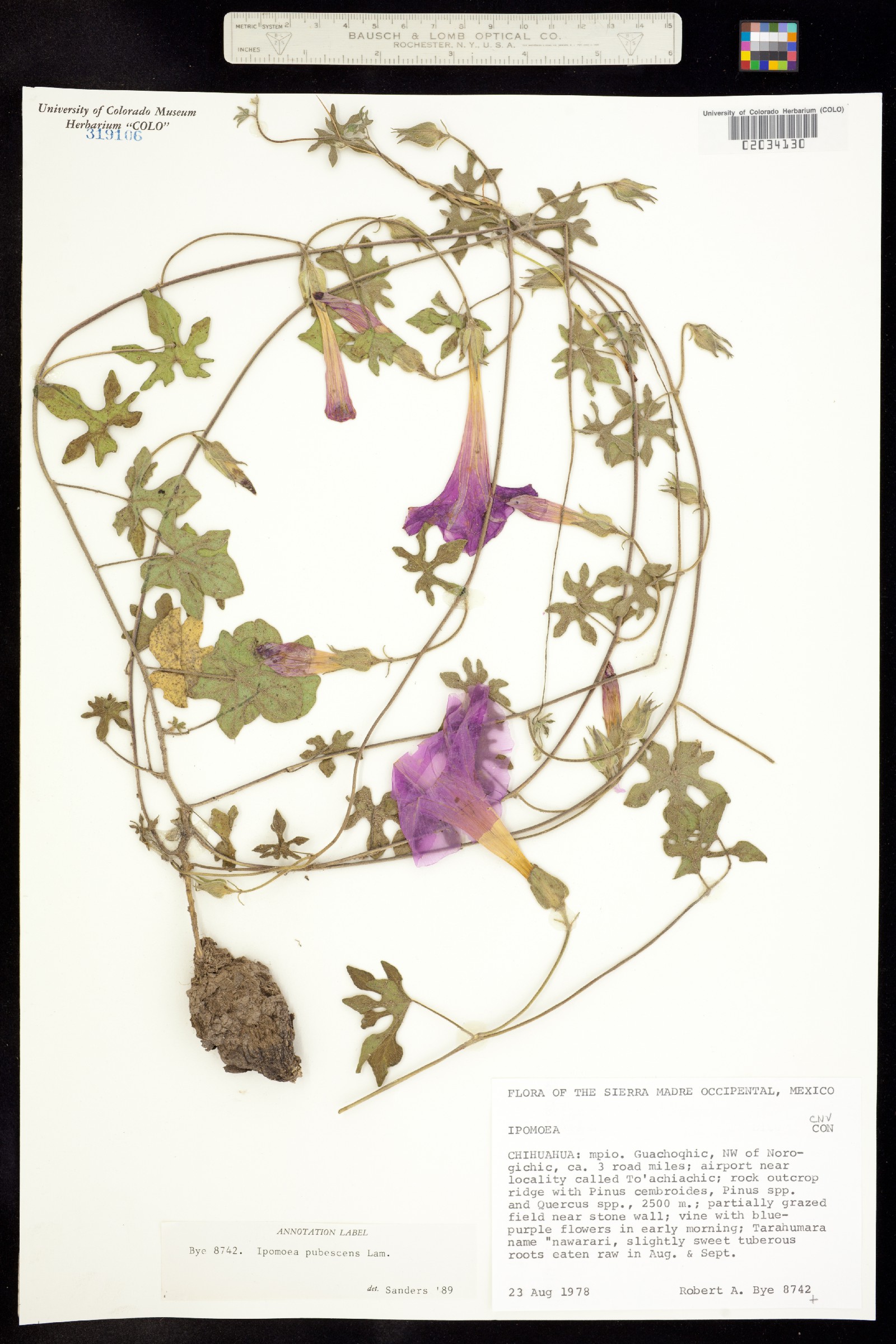 Ipomoea pubescens image