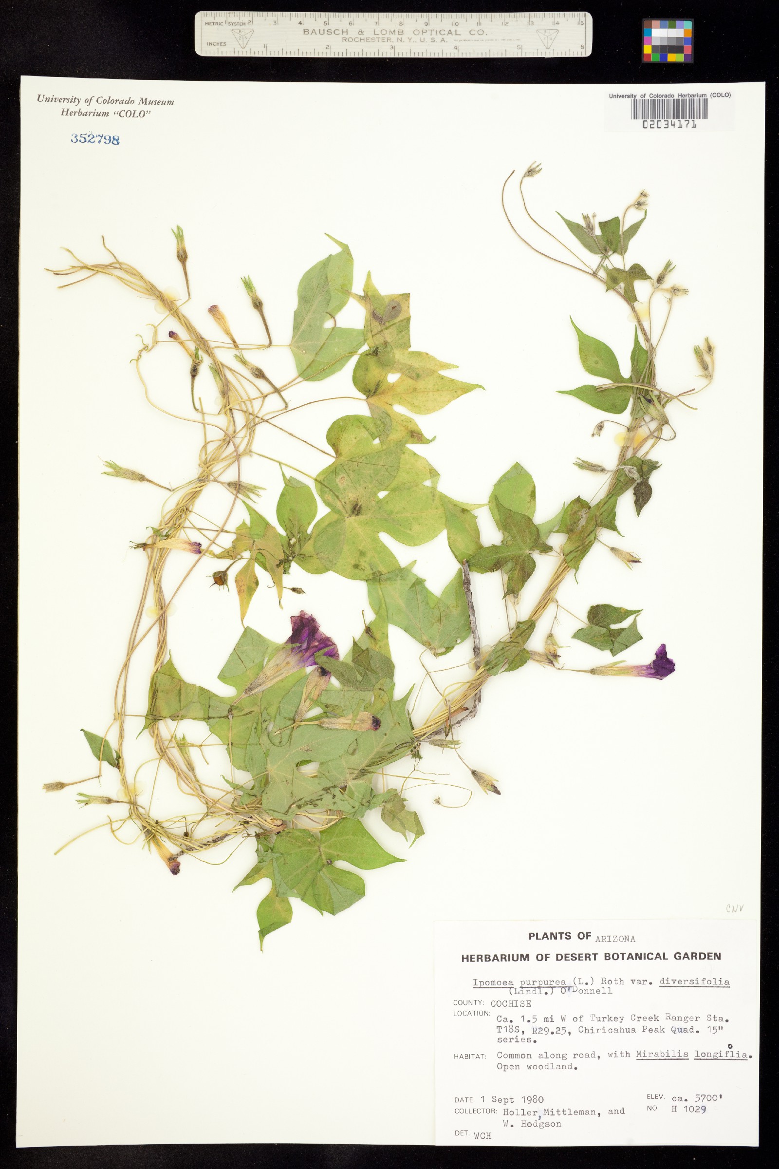 Ipomoea purpurea image