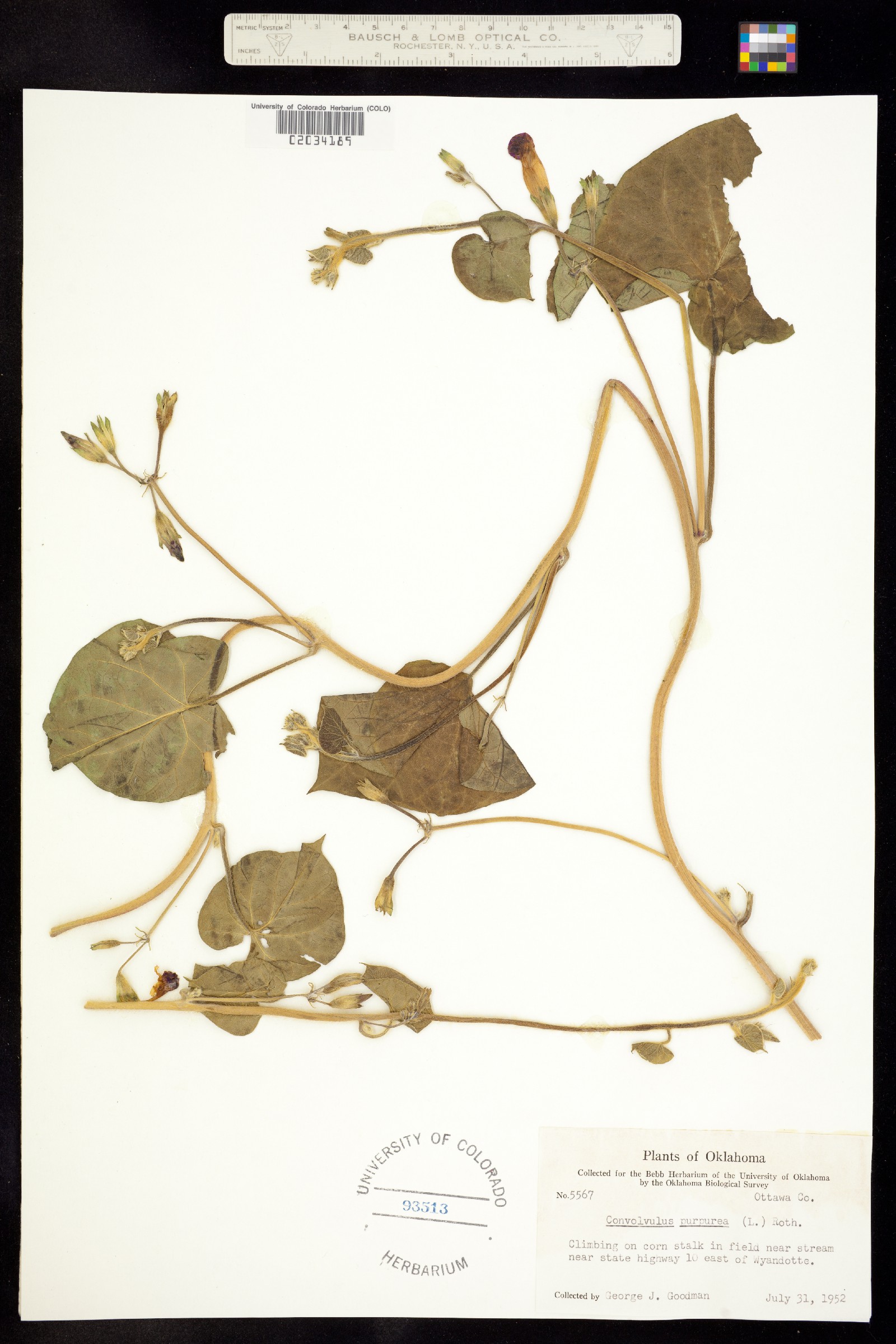 Ipomoea purpurea image