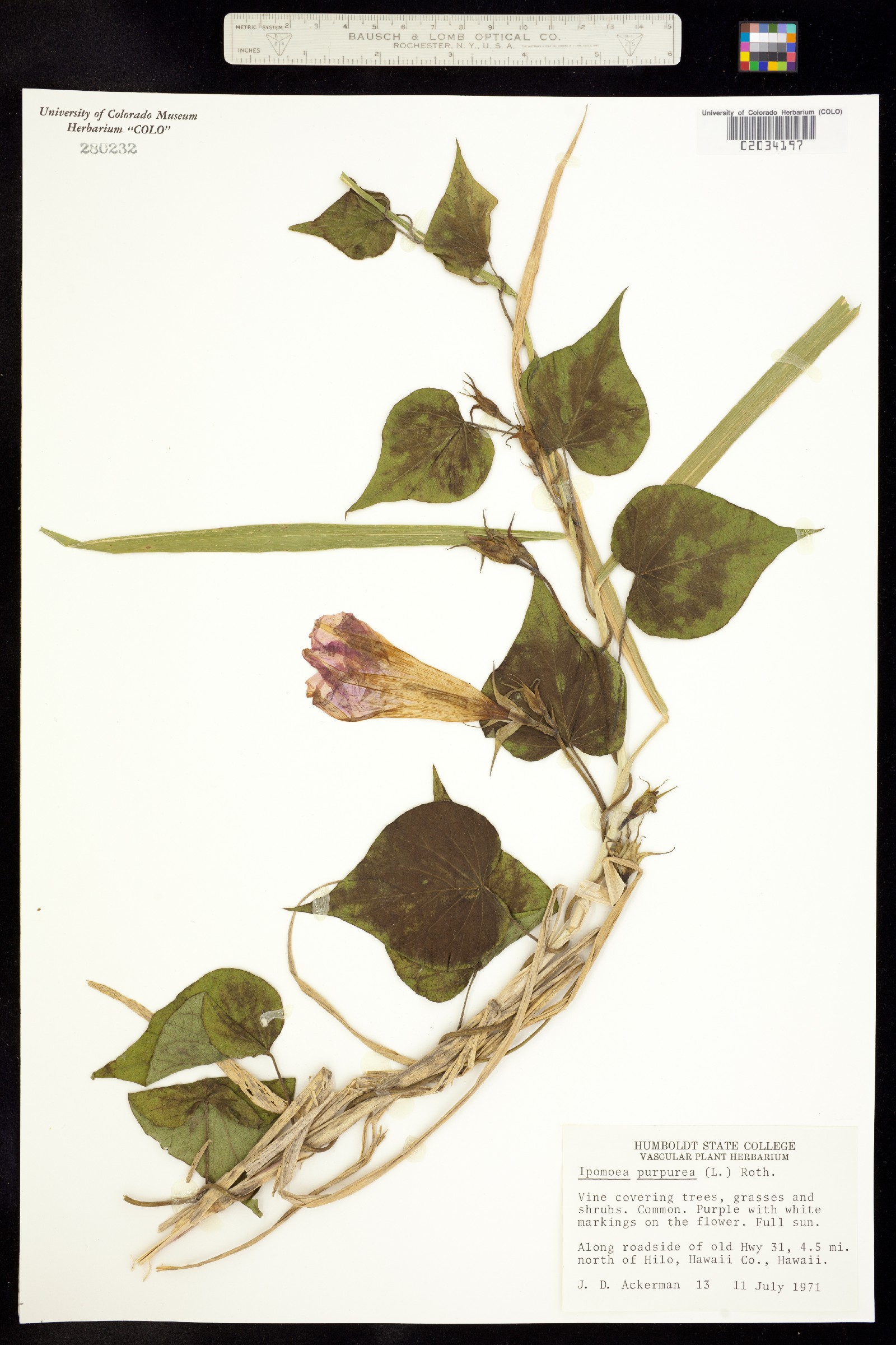 Ipomoea purpurea image