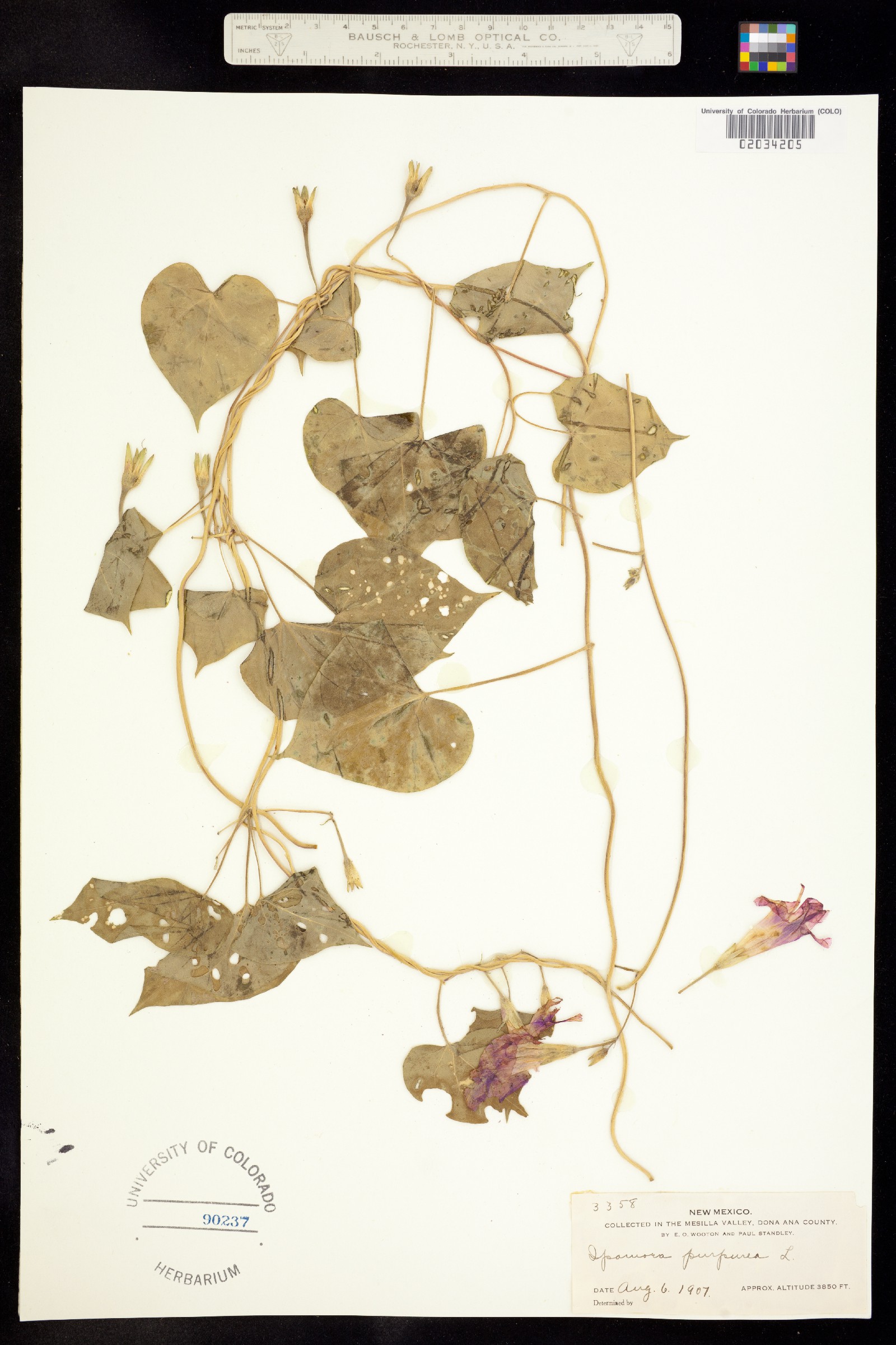 Ipomoea purpurea image