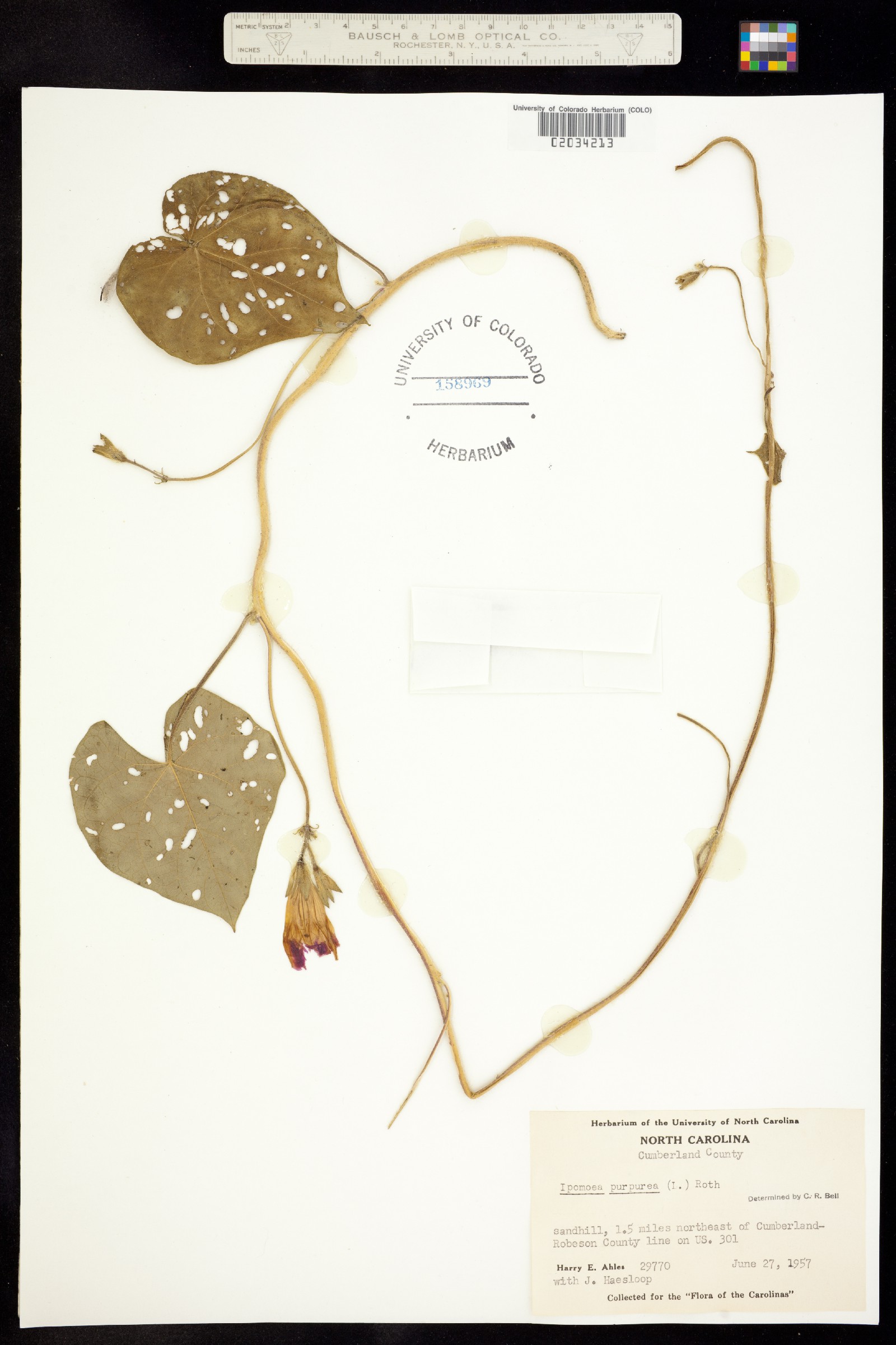 Ipomoea purpurea image