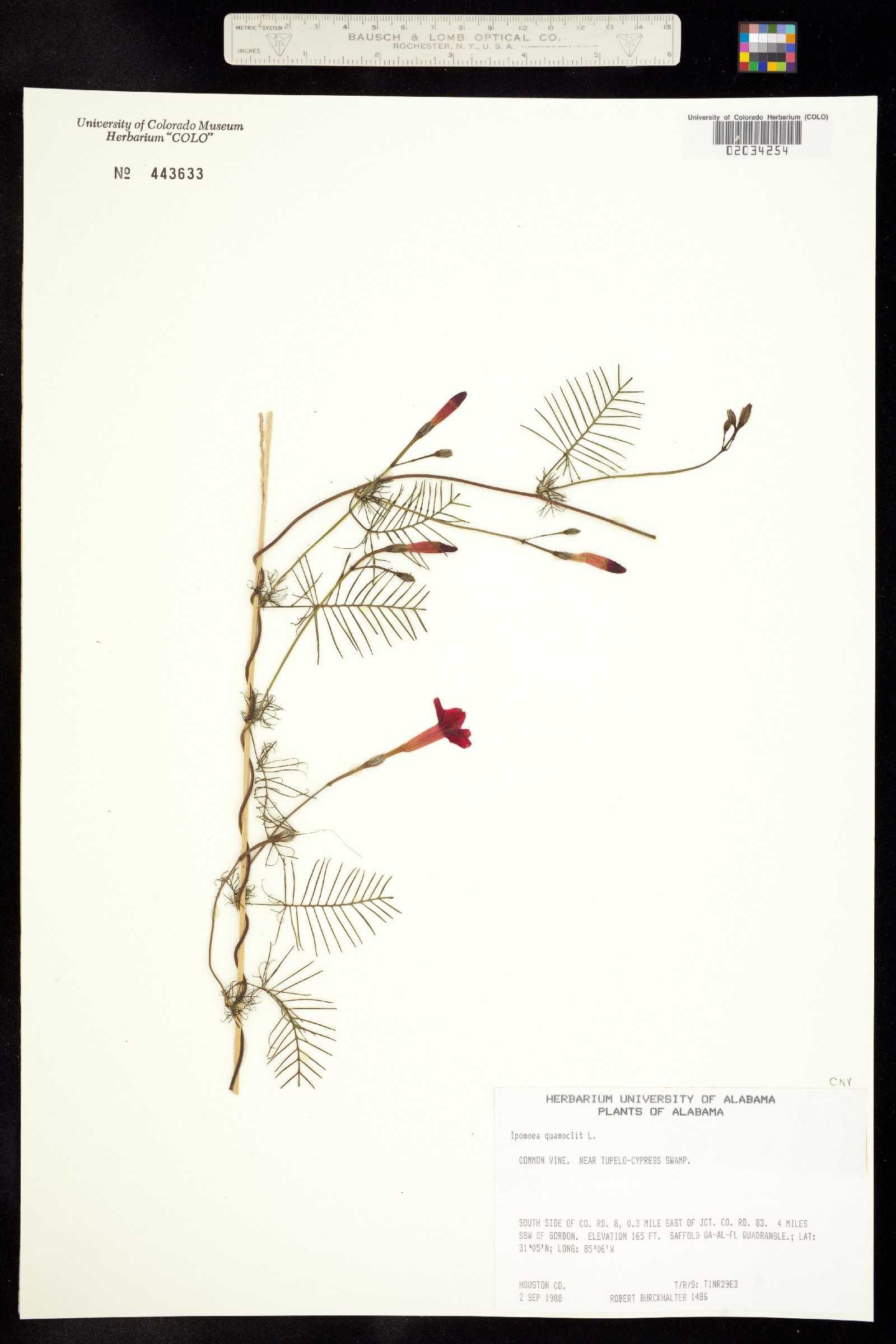 Ipomoea quamoclit image