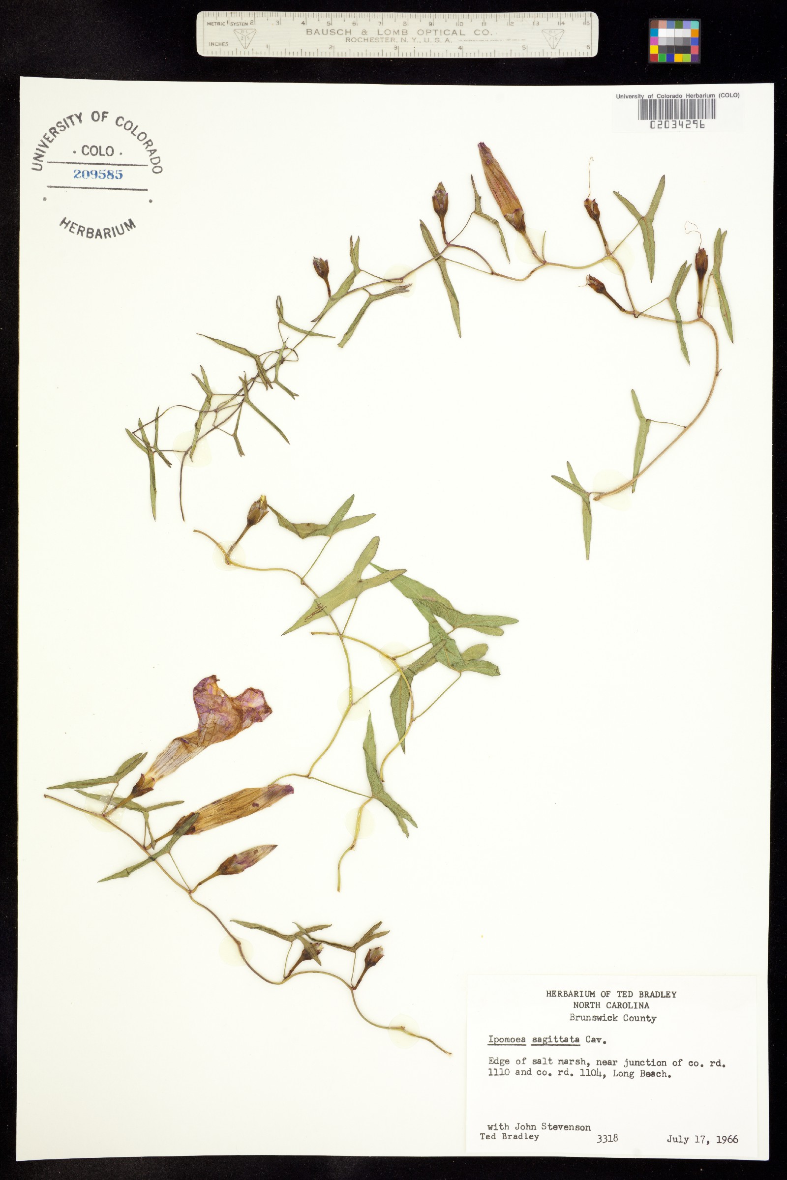 Ipomoea sagittata image