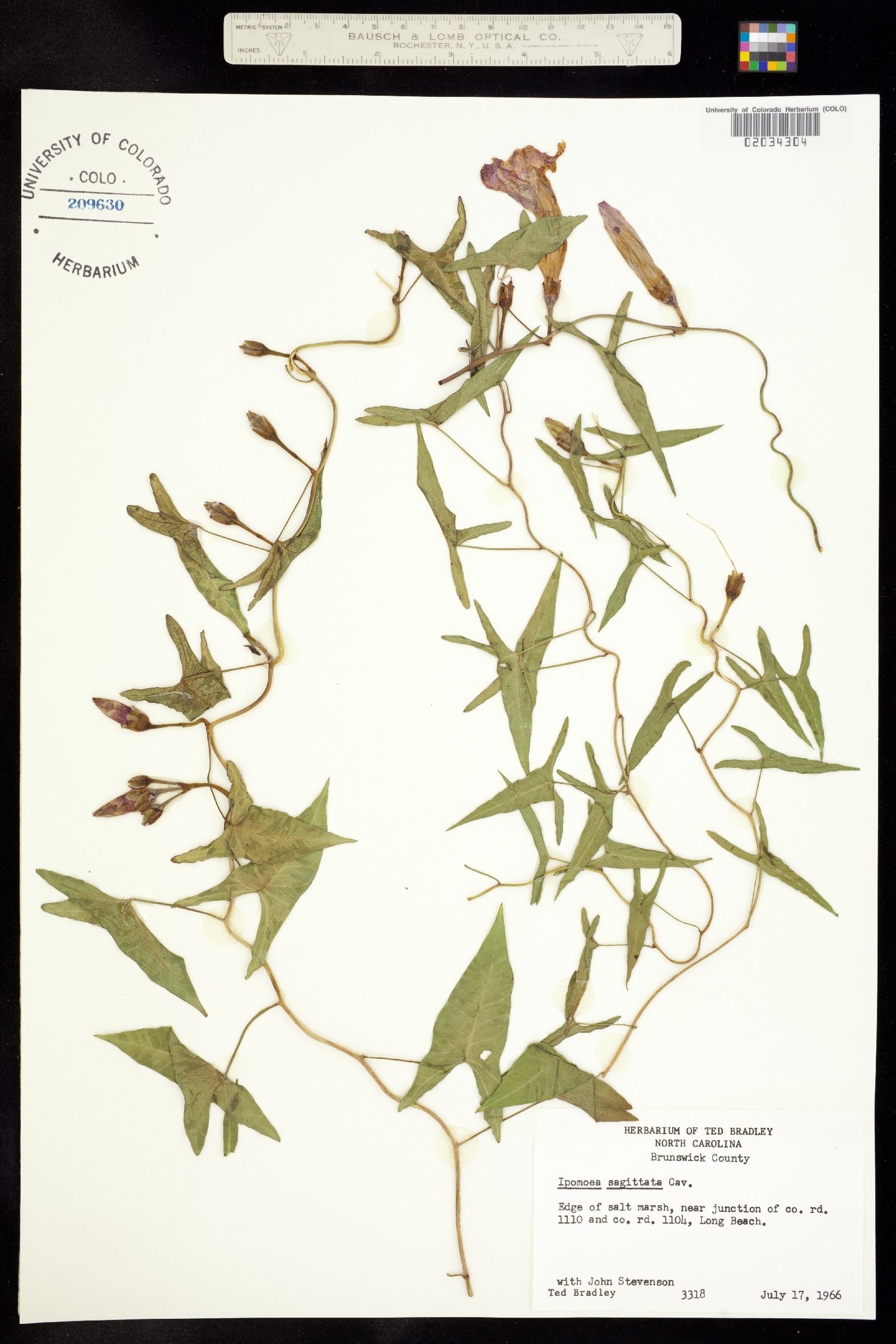 Ipomoea sagittata image