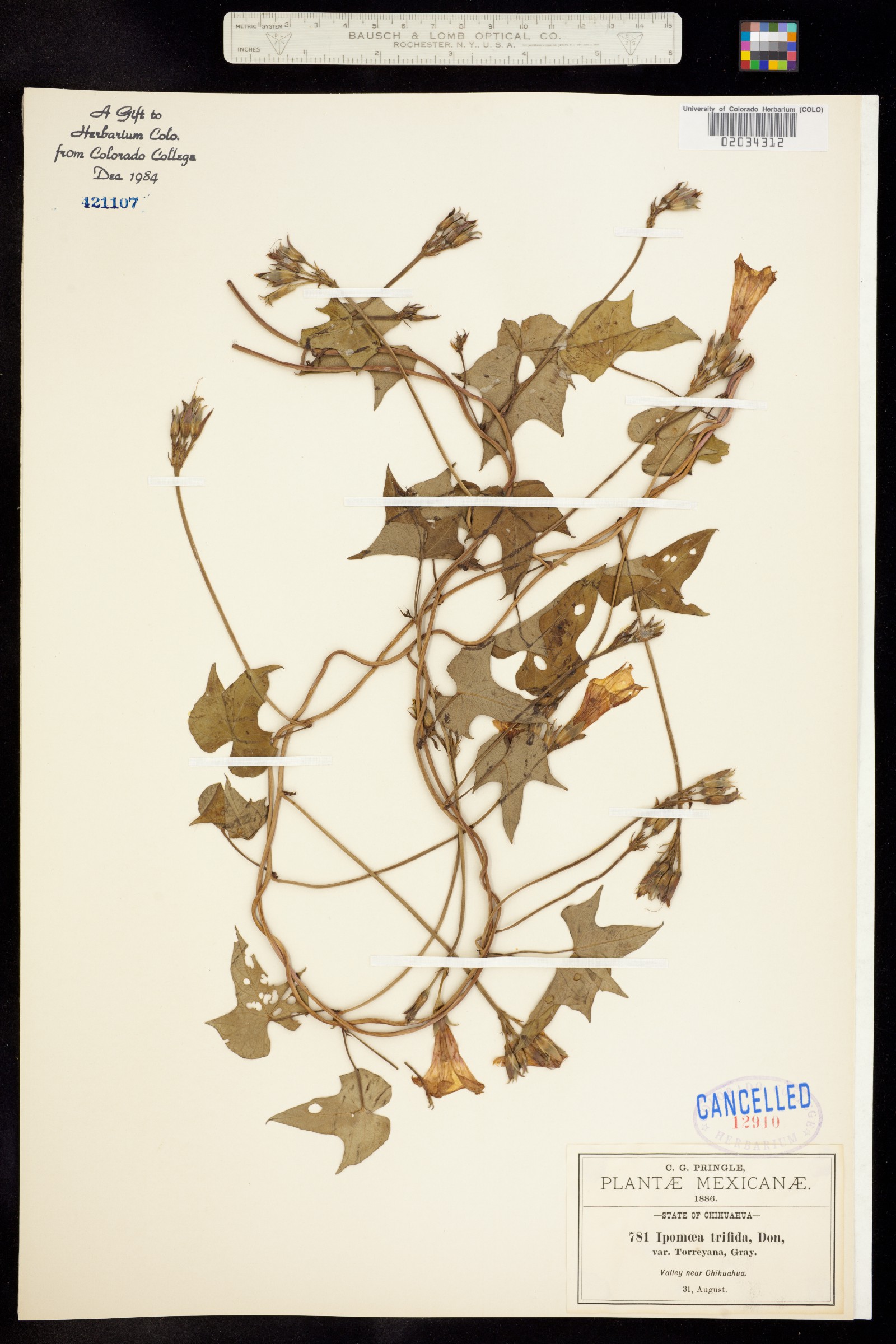 Ipomoea trifida image
