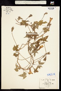 Image of Ipomoea trifida