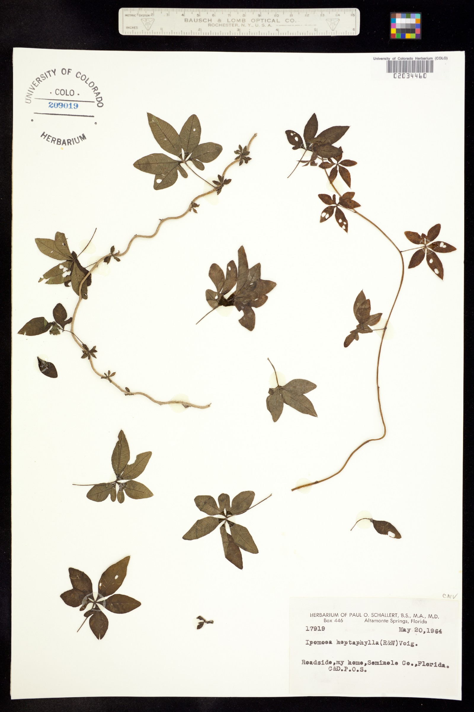 Ipomoea wrightii image